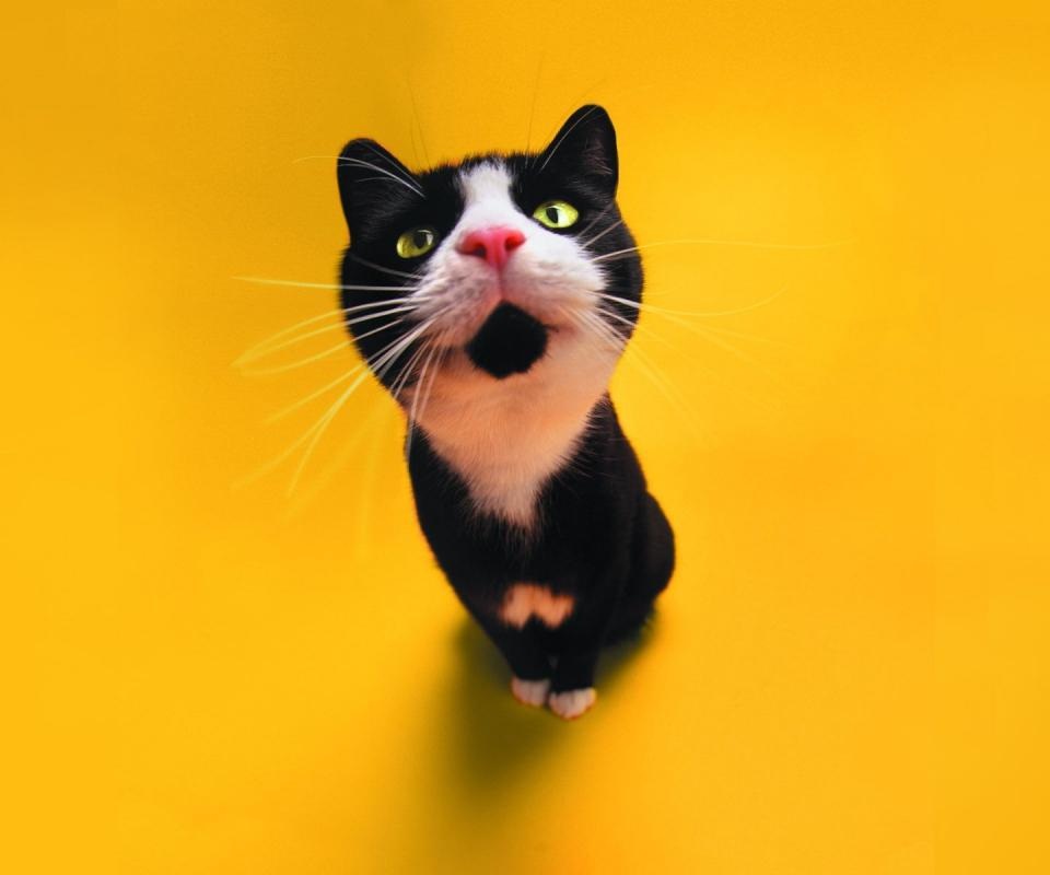 Tags Funny Cat Animal Wallpaper960x800 Wallpaper Screensaver