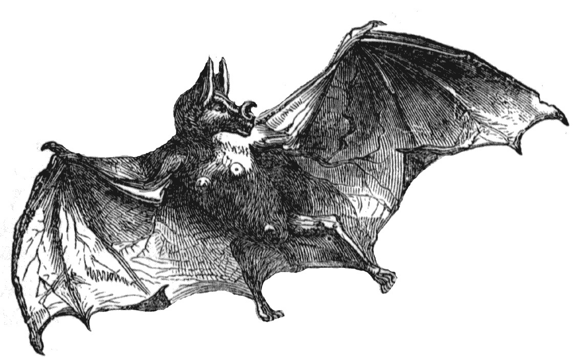 The Vampire Bat Wallpaper