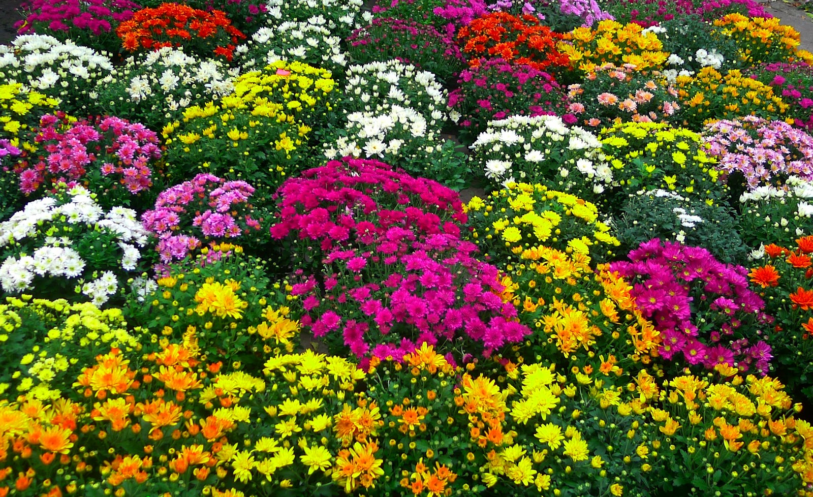Fall Flower Pictures Beautiful Flowers