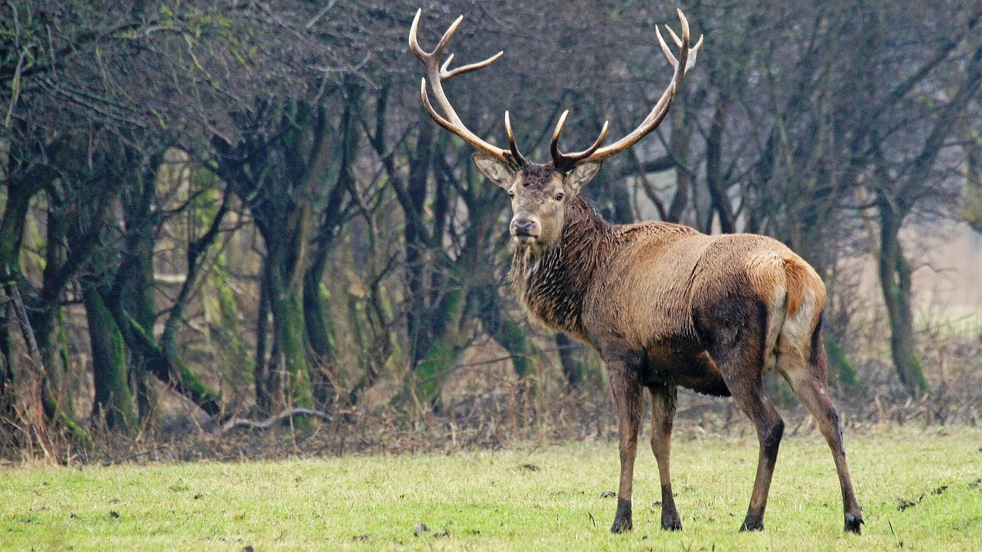 Animal Deer HD Wallpaper