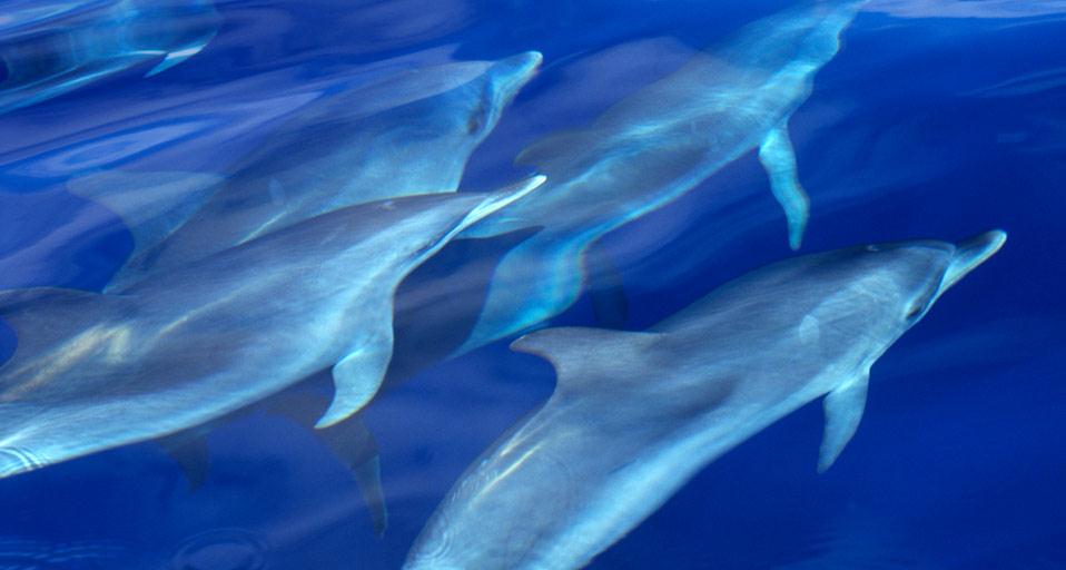 Dolphin Pod Atlantic Spotted Swimming Near