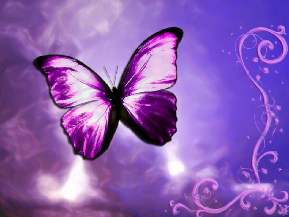 Fantastic Butterfly Screensaver   Animated Wallpaper Torrent Download 973x730
