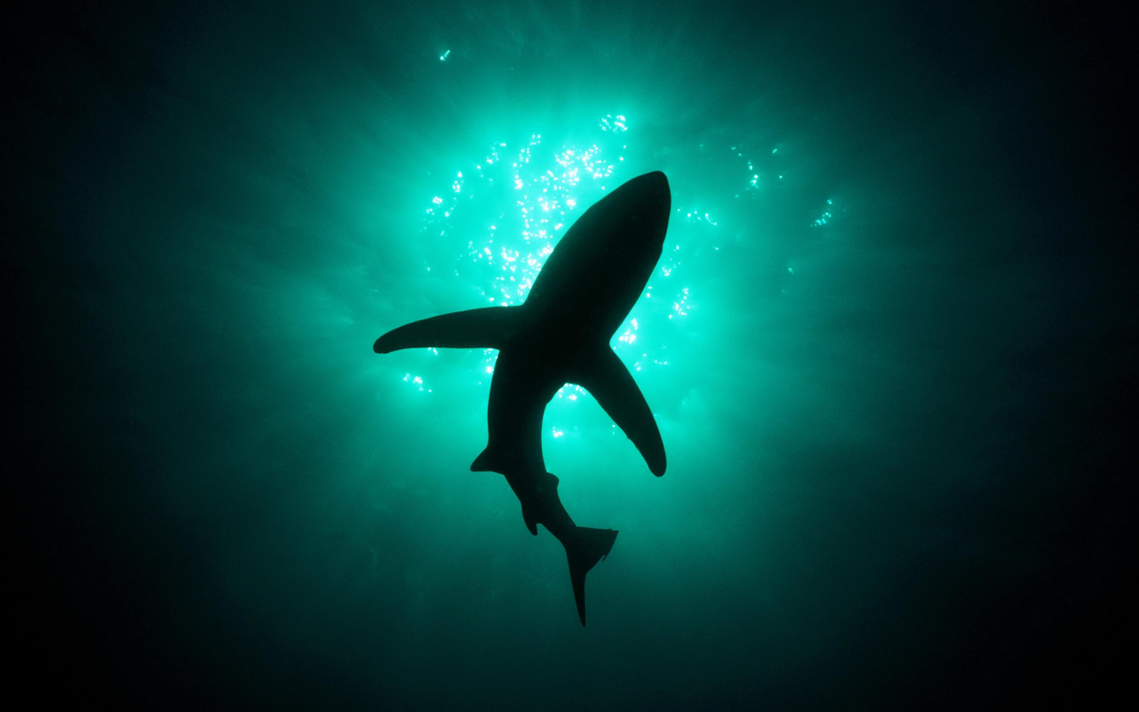  Great White Shark in the Deep Sea HD Wallpaper HD Desktop Wallpapers 1600x1000