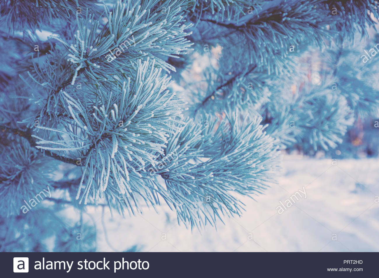 Pine branches covered with hoarfrost Natural winter background
