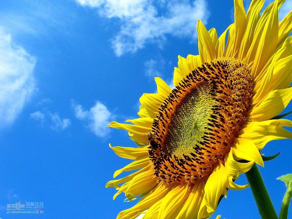 Sunflower Desktop Wallpaper Weddingdressin
