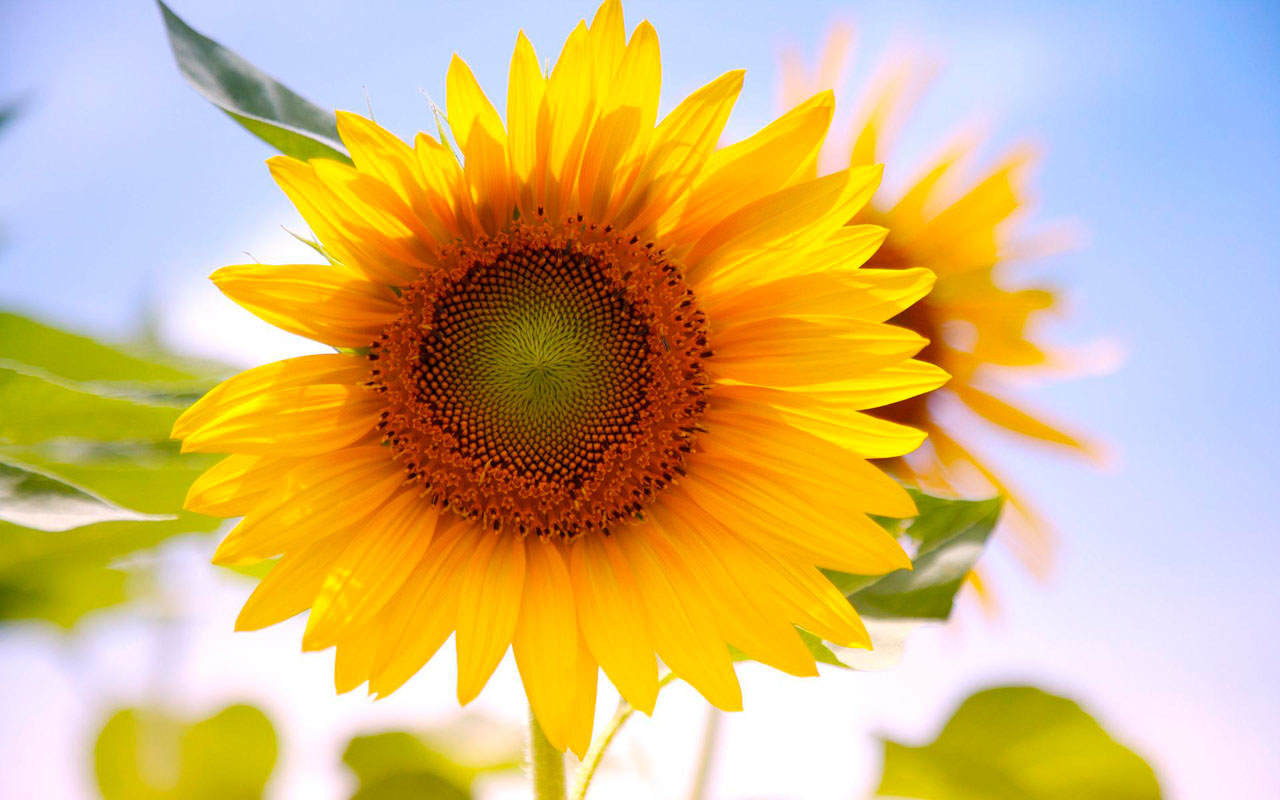 Tag Sunflowers Wallpaper Background Photos Image Andpictures