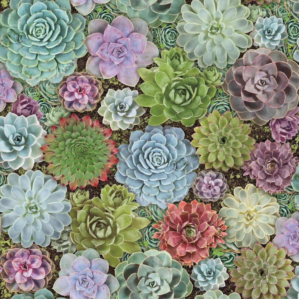York Wallcoverings Succulents Peel And Stick Wallpaper Covers