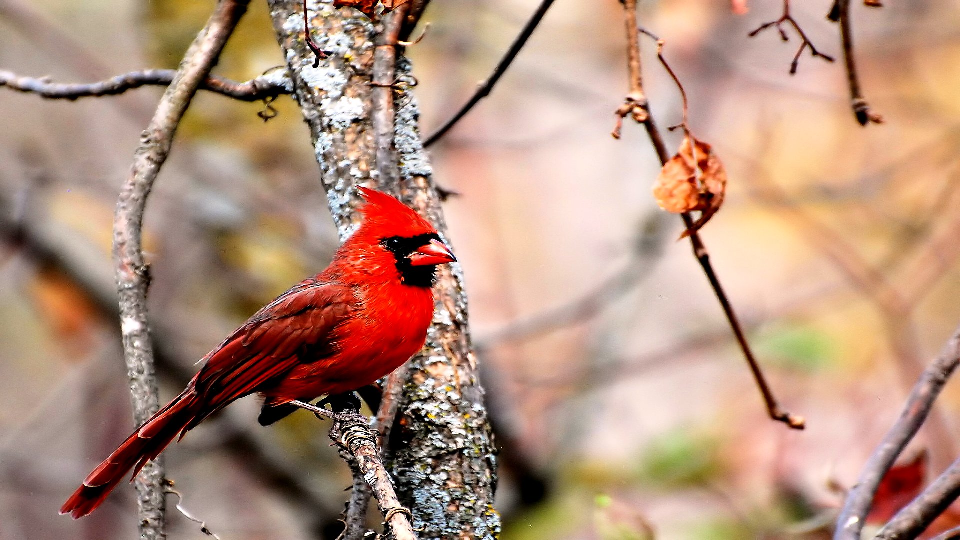 Cardinal Puter Wallpaper Desktop Background Id