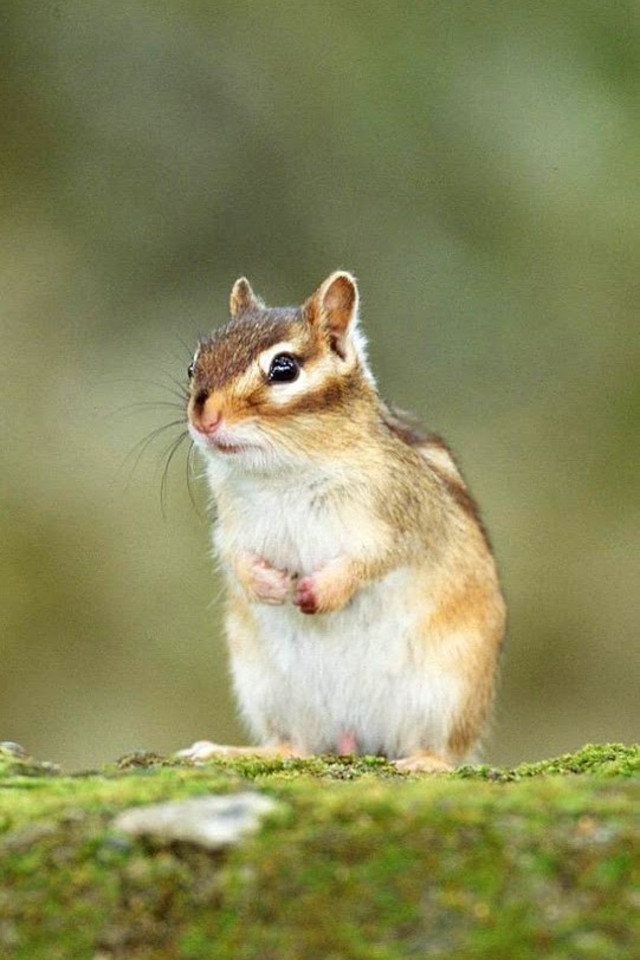 Cute little squirrel animal mobile phone wallpaper5 640x960