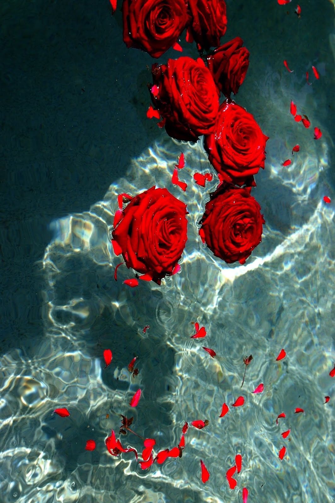 Rose Aesthetic Phone Wallpaper