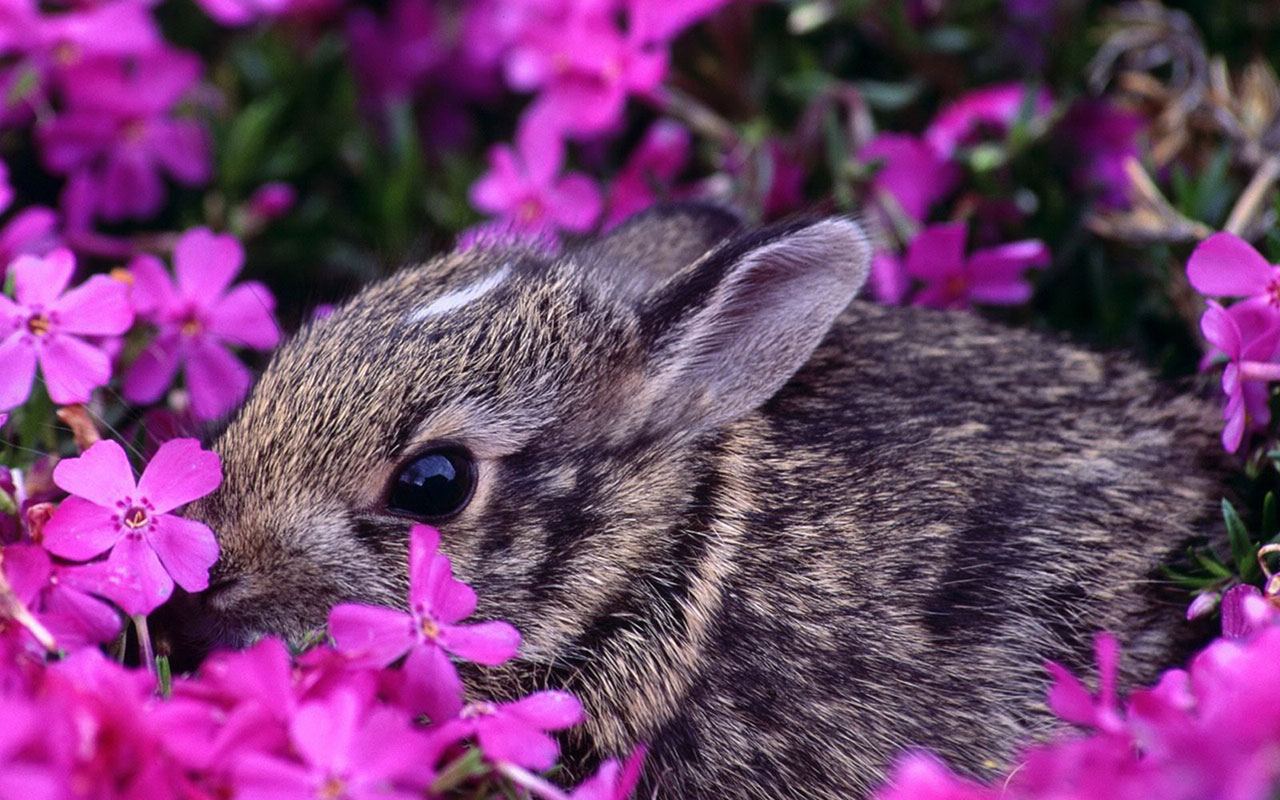 Fields Cute Little Bunny Wallpaper Animal