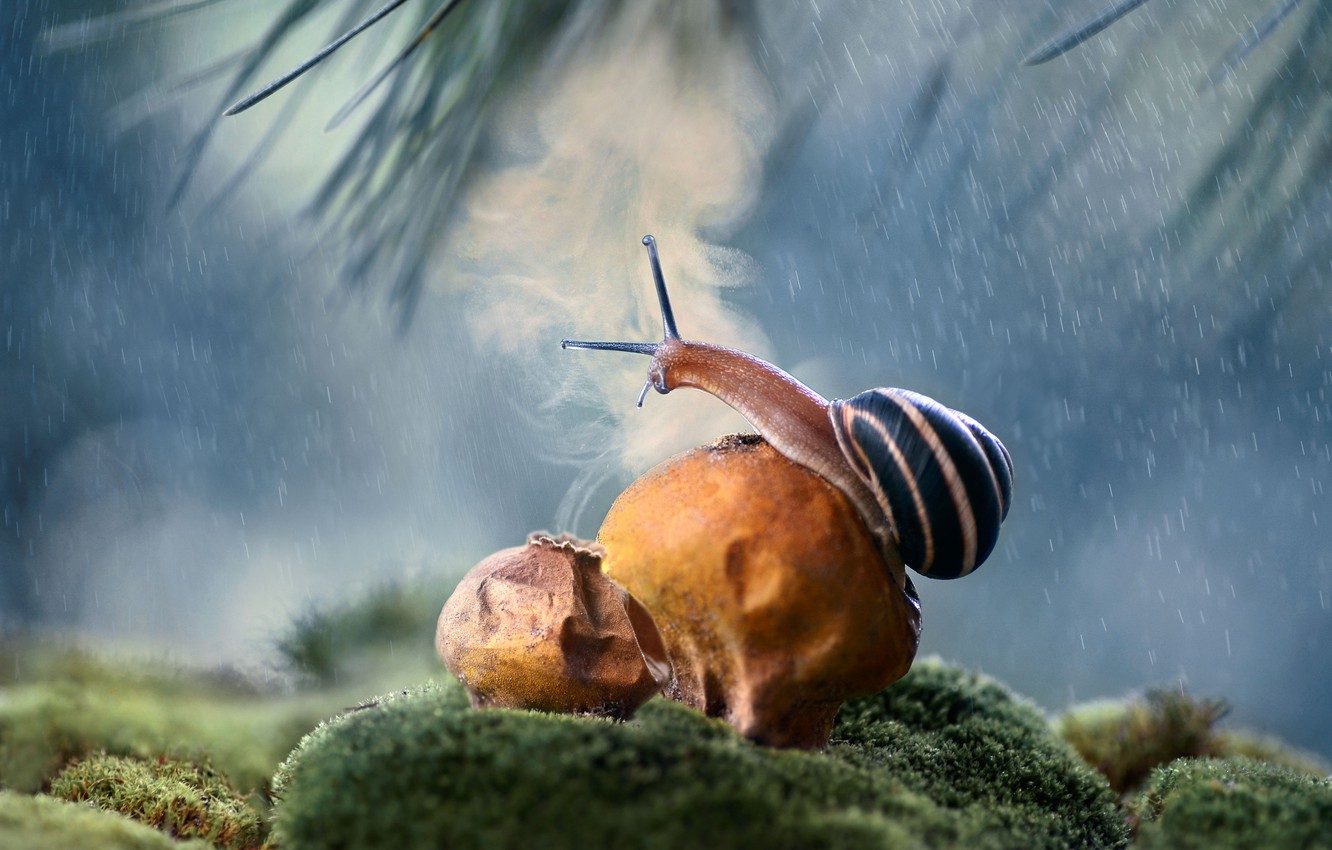 Wallpaper Nature Snail Branch Raincoat Disputes Image For