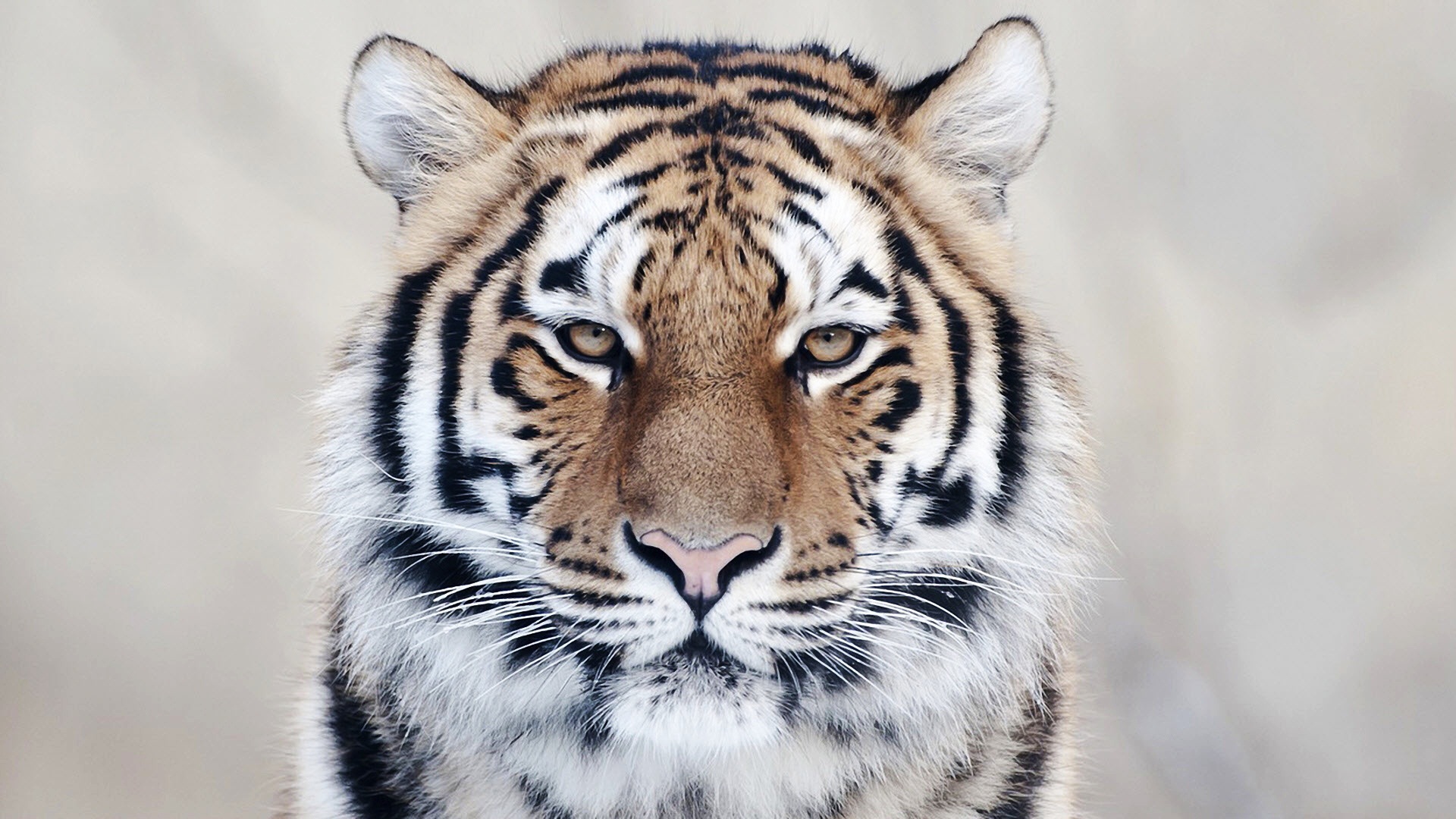 Tiger Close Up Wallpaper Hd