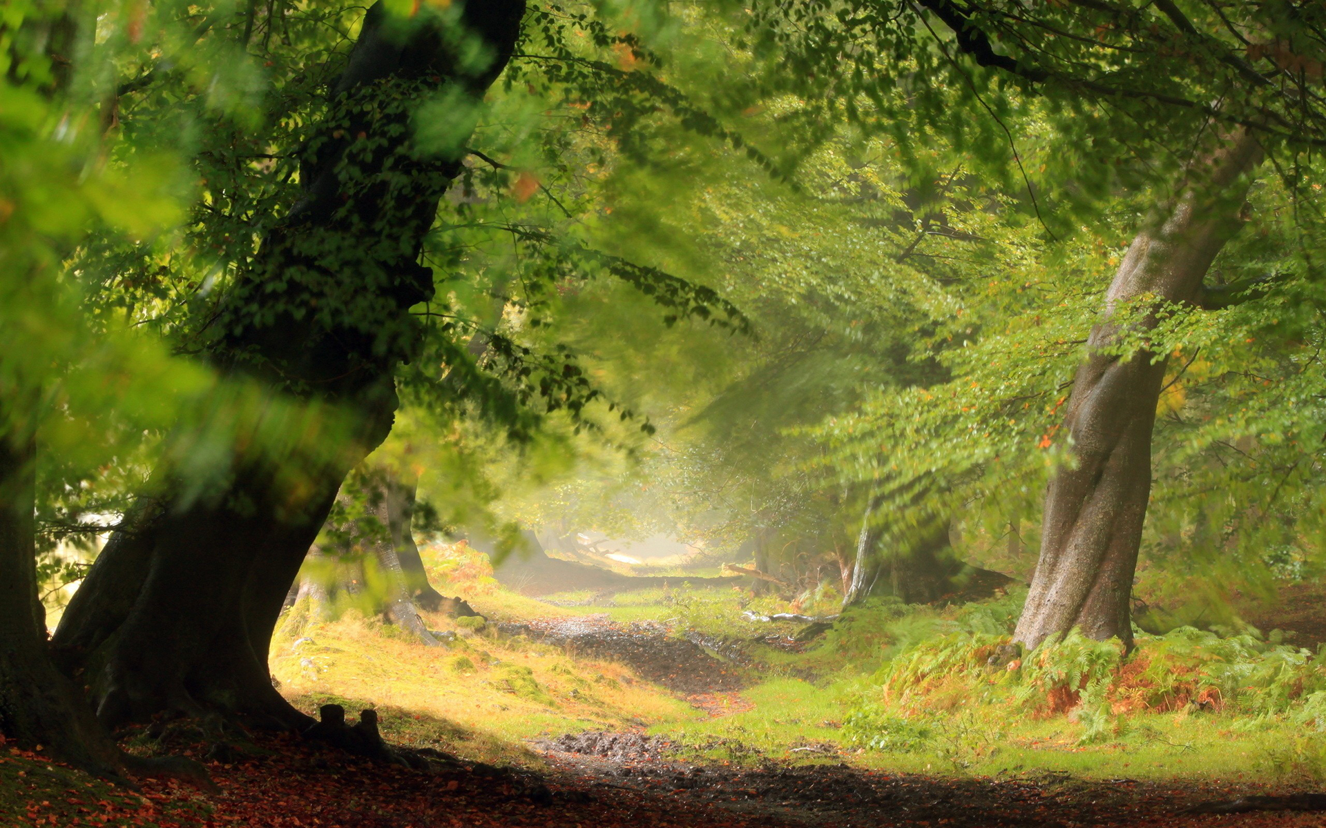 Pics Photos Wallpaper Forest Trees Full HD