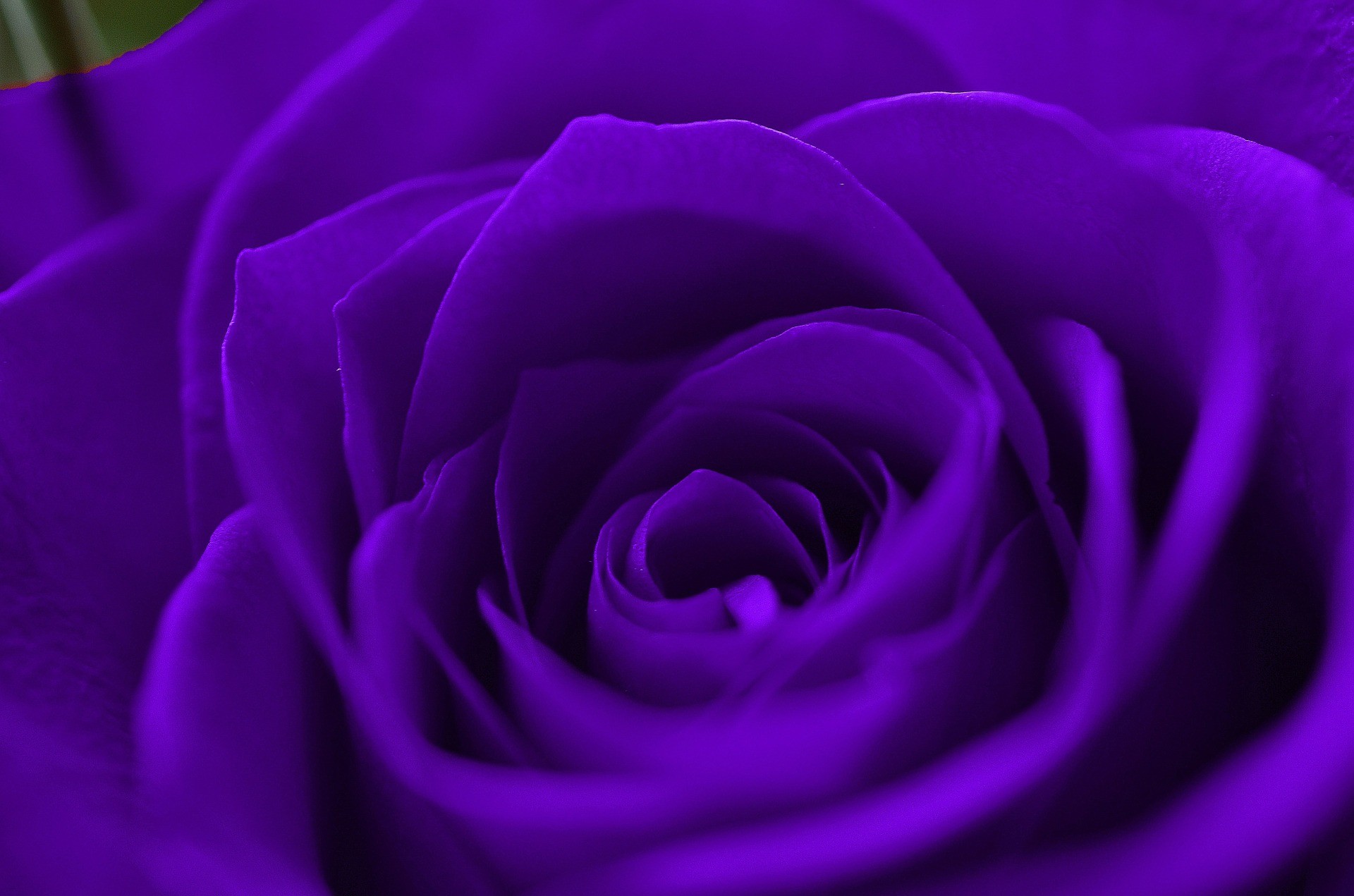 Close-up of a vibrant purple rose, showcasing its delicate petals and deep, rich color