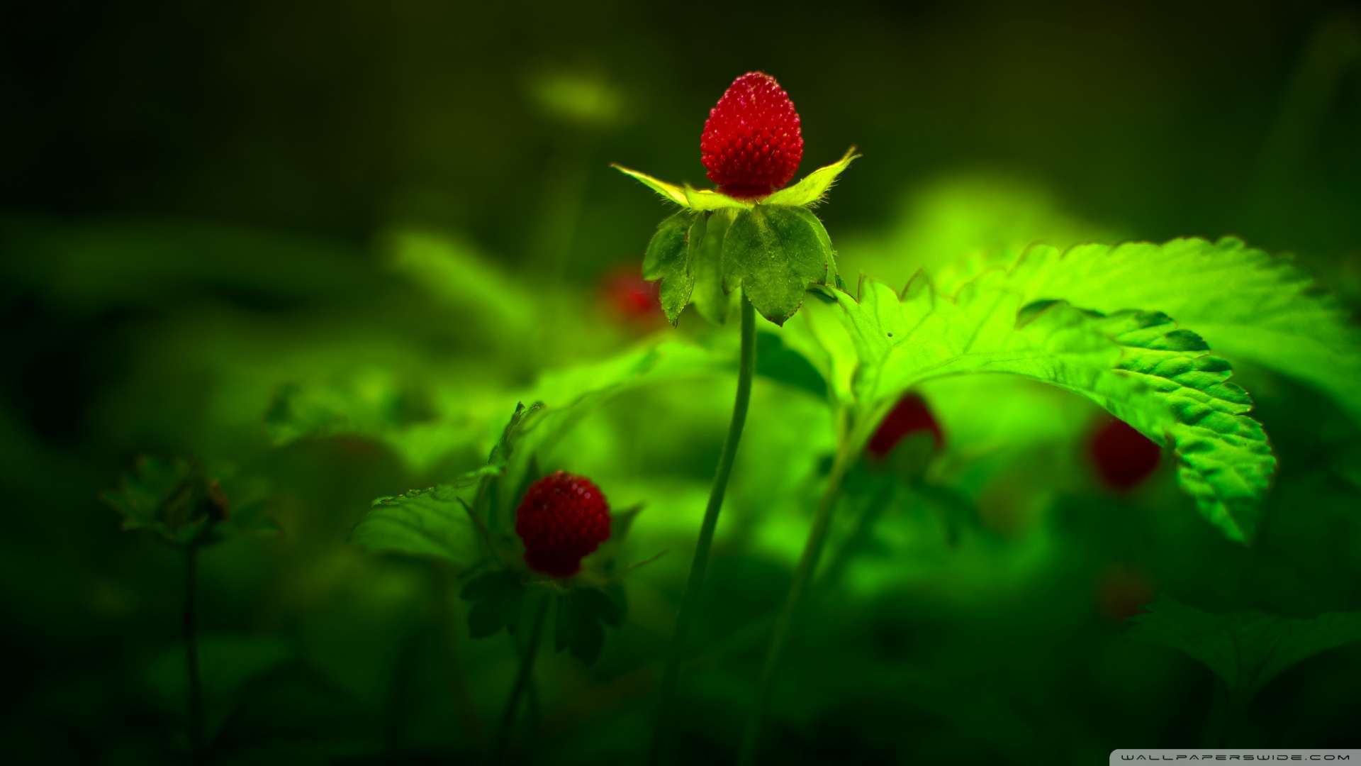 Wallpaper Red Forest Flowers 1080p HD Upload At February