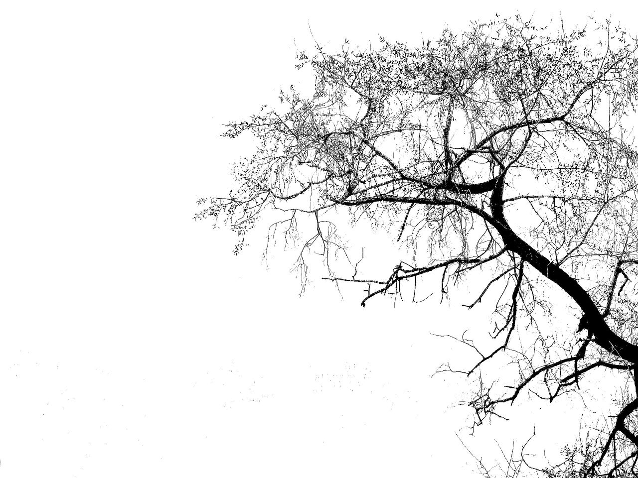 Tree Silhouette wallpaper 1280x960 5788