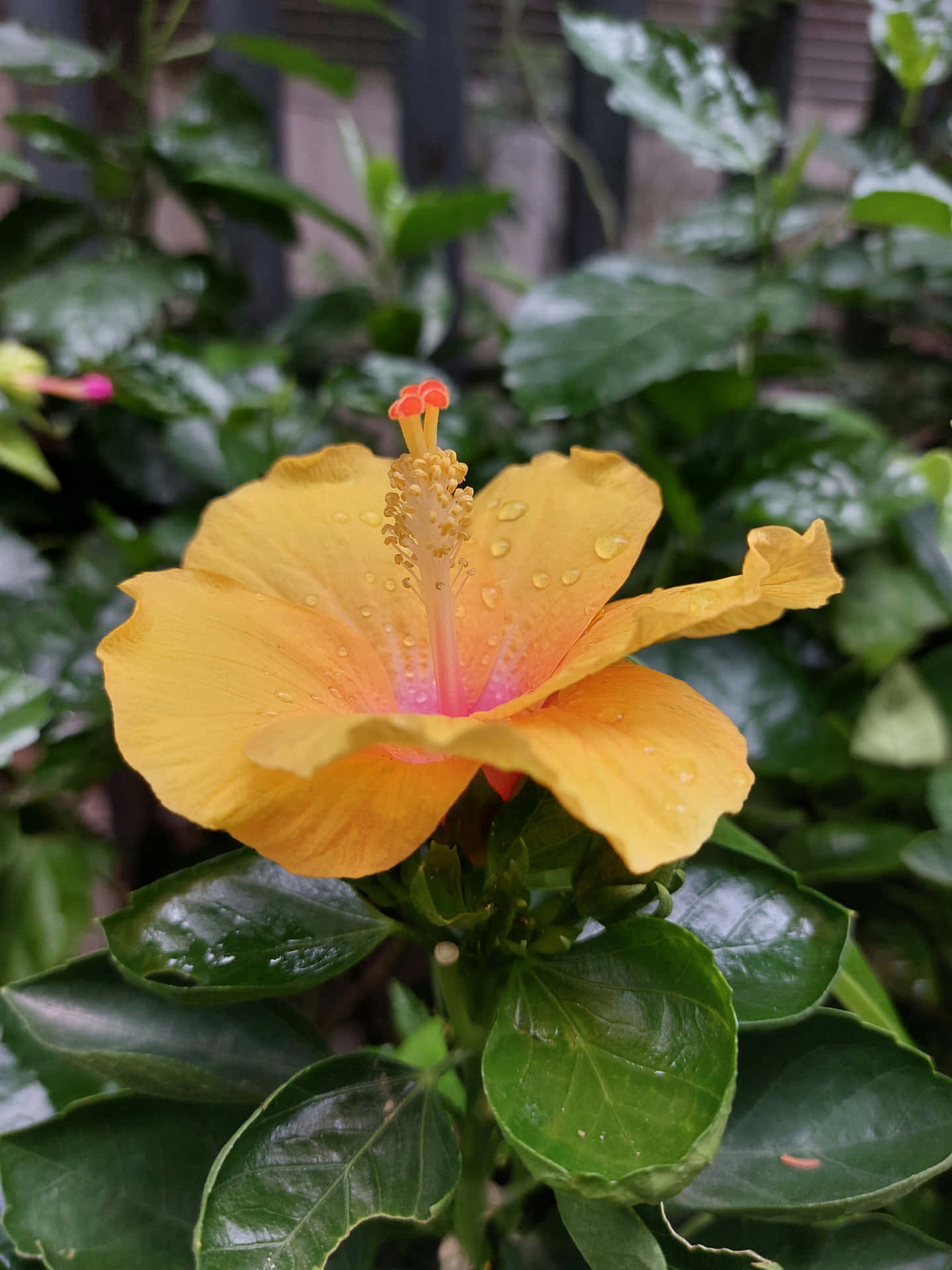 Hibiscus Aesthetic Wallpaper