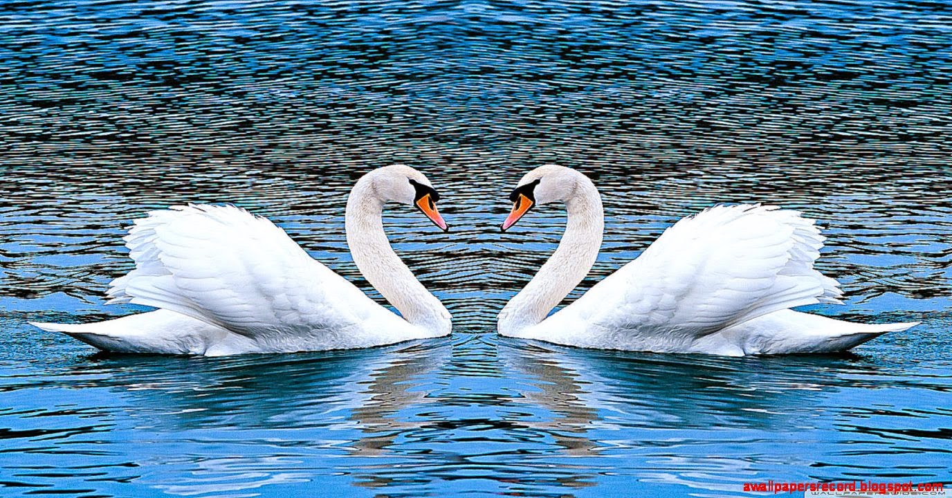 Two Swans HD Desktop Wallpaper Widescreen Fullscreen Mobile
