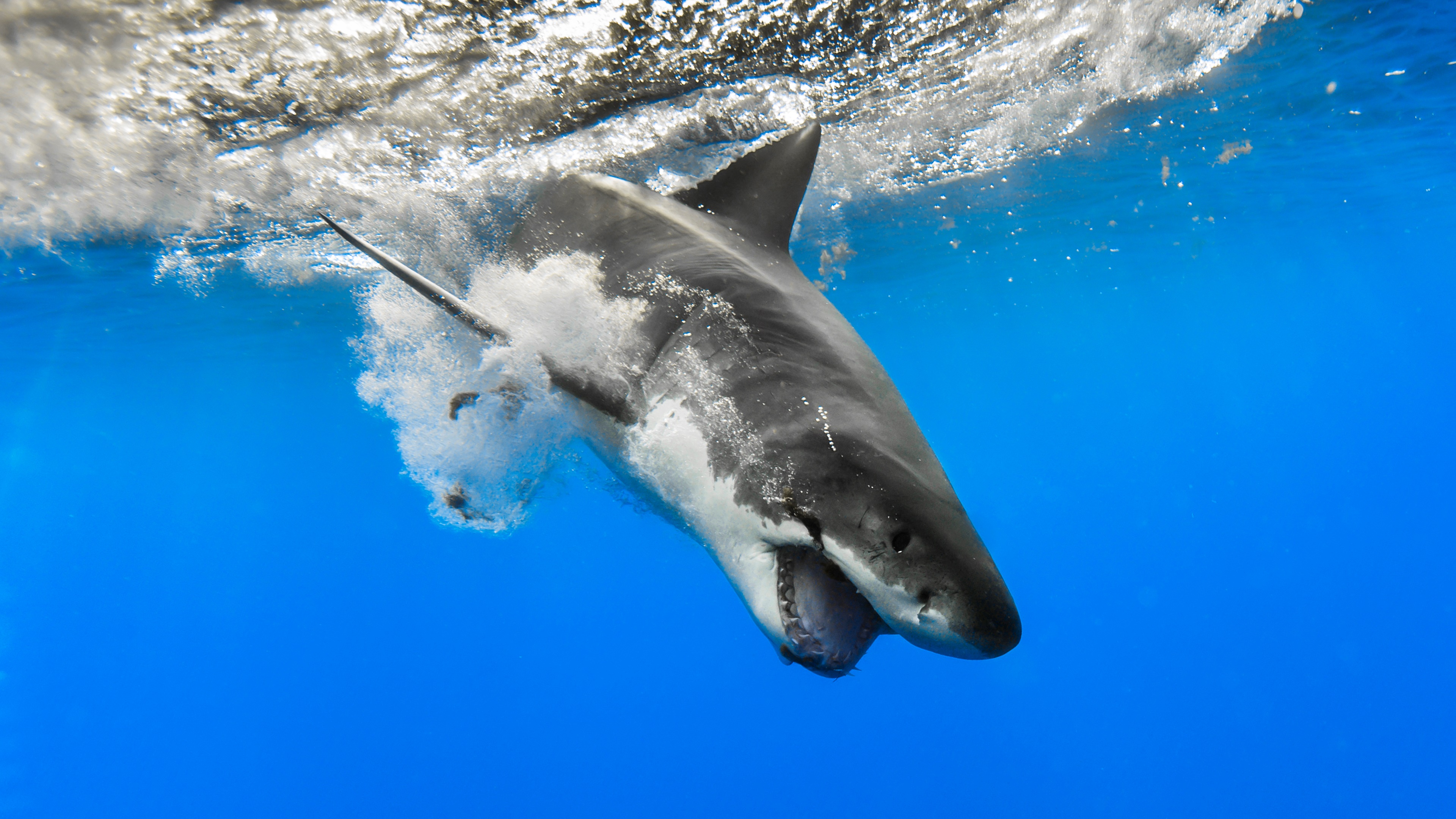 4k Shark Wallpaper Background Image