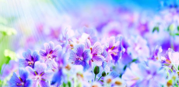 Flower Wallpaper