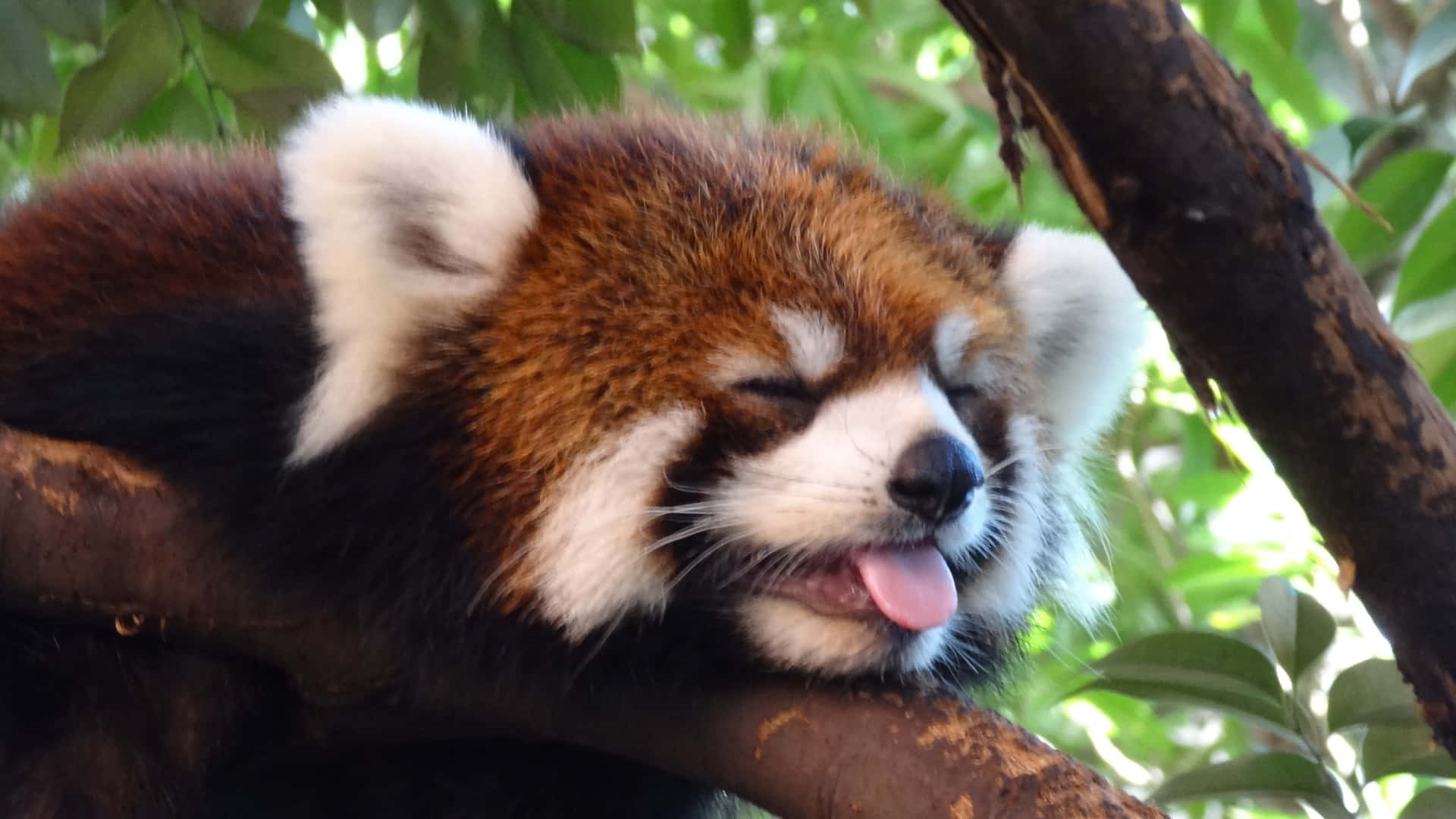 Cute Red Panda Wallpaper