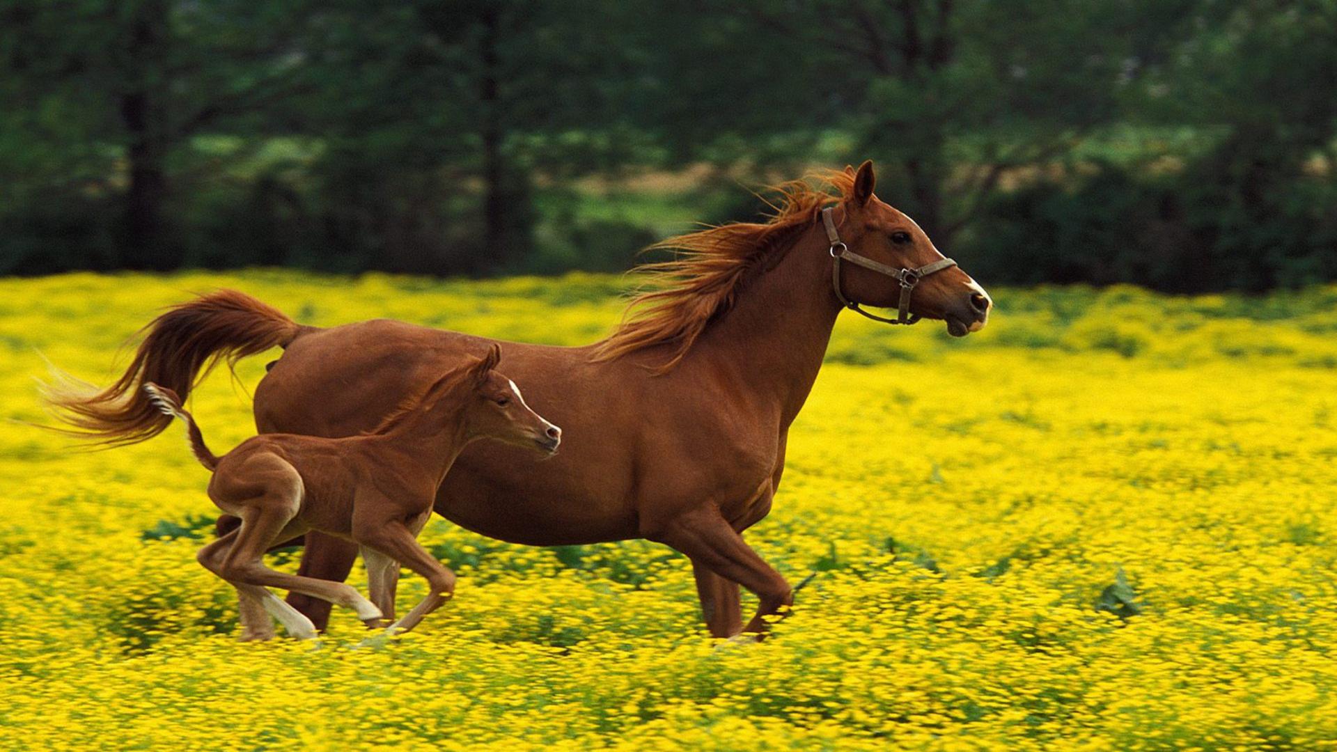 Horses HD Wallpaper Animal