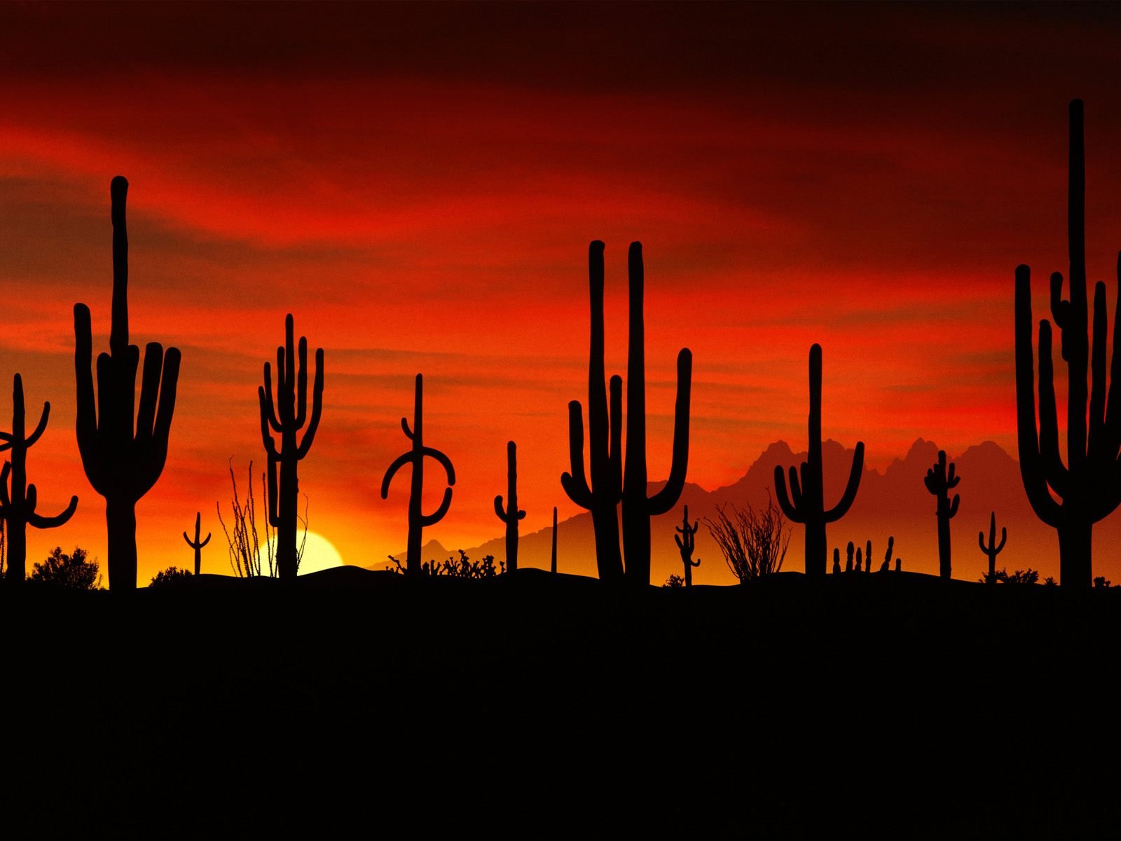 photos of Saguaros Sonoran Desert Arizona picturesjpg