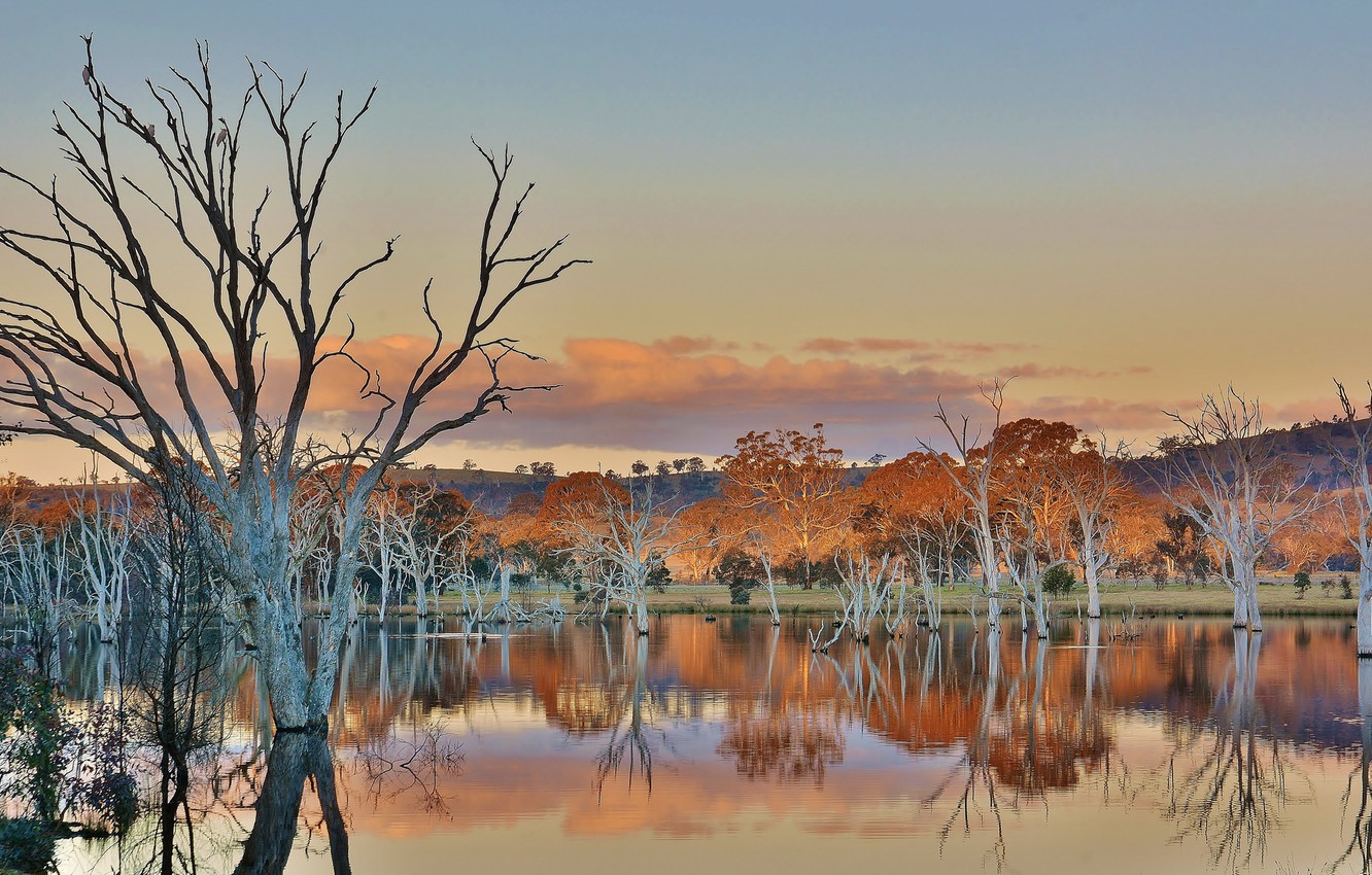 Wallpaper Australia Woodland Sanctuary Mulligans Flat Act