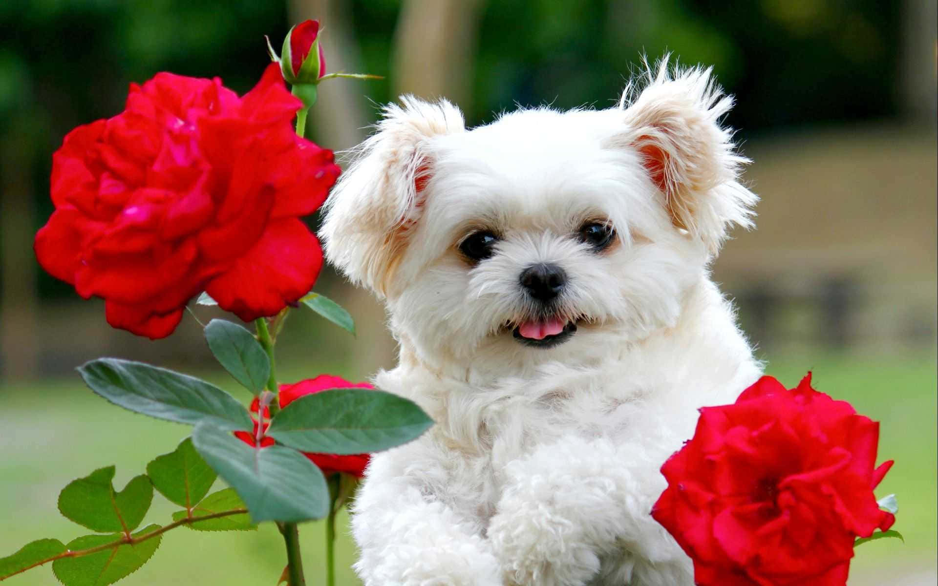 Pink Puppies Wallpaper