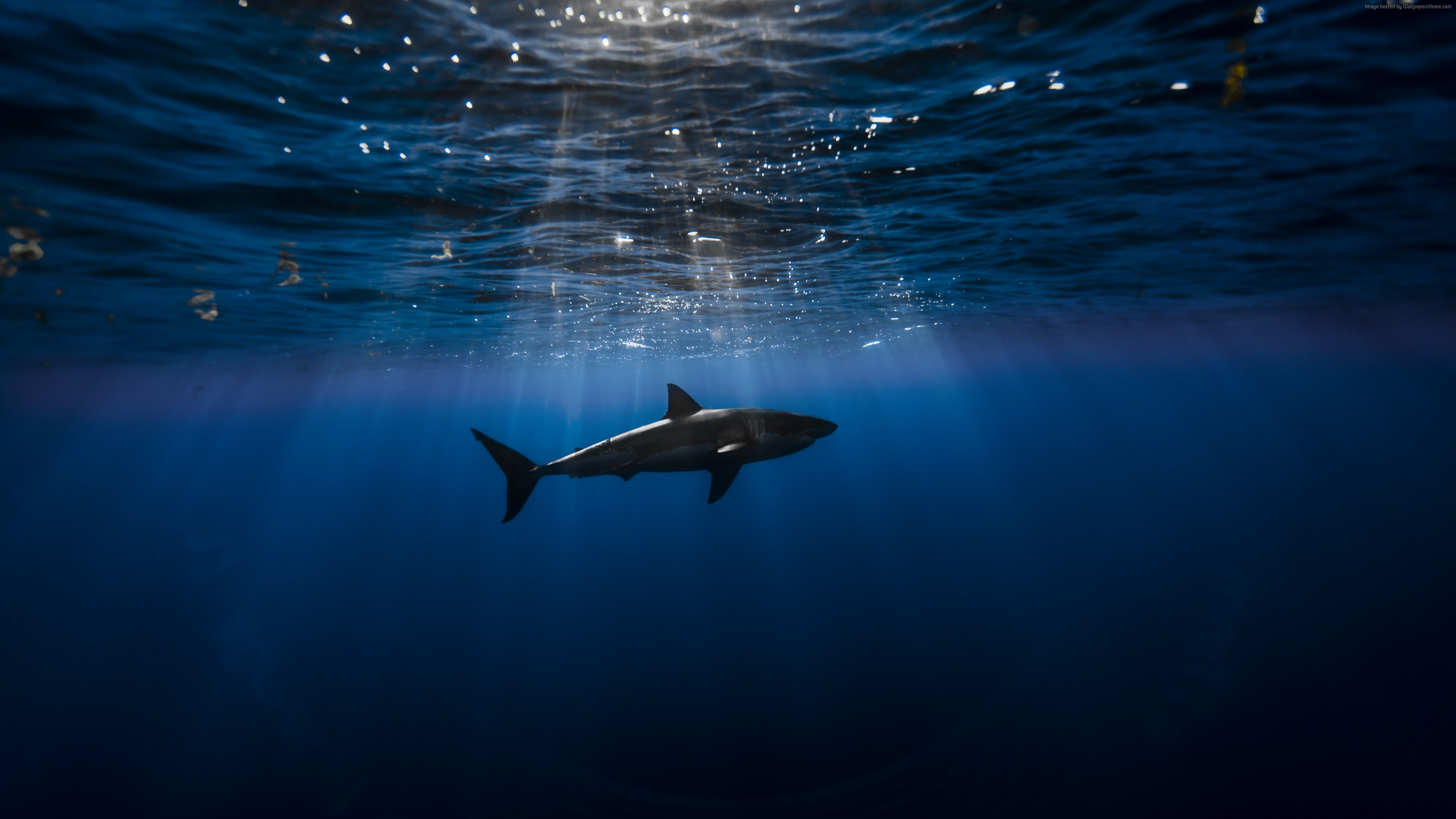 4k Wallpaper Shark Atlantic Ocean Underwater Best Diving Sites