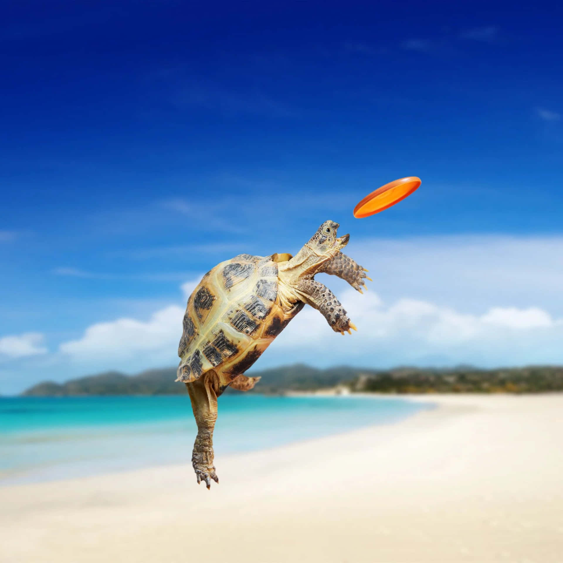 Baby Turtle Wallpaper