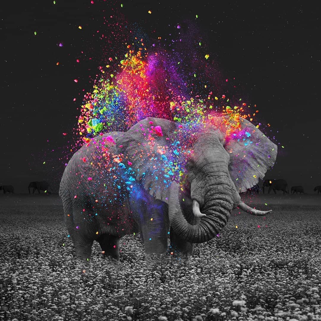 Colorful Elephant Wallpapers   Top Free Colorful Elephant