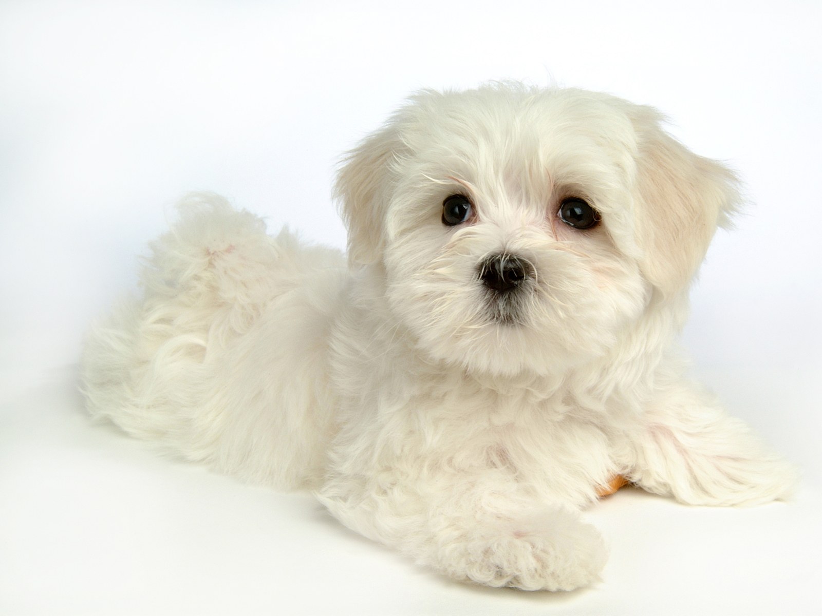 Fluffy Maltese Puppy Dogs White Puppies Wallpaper Pictures
