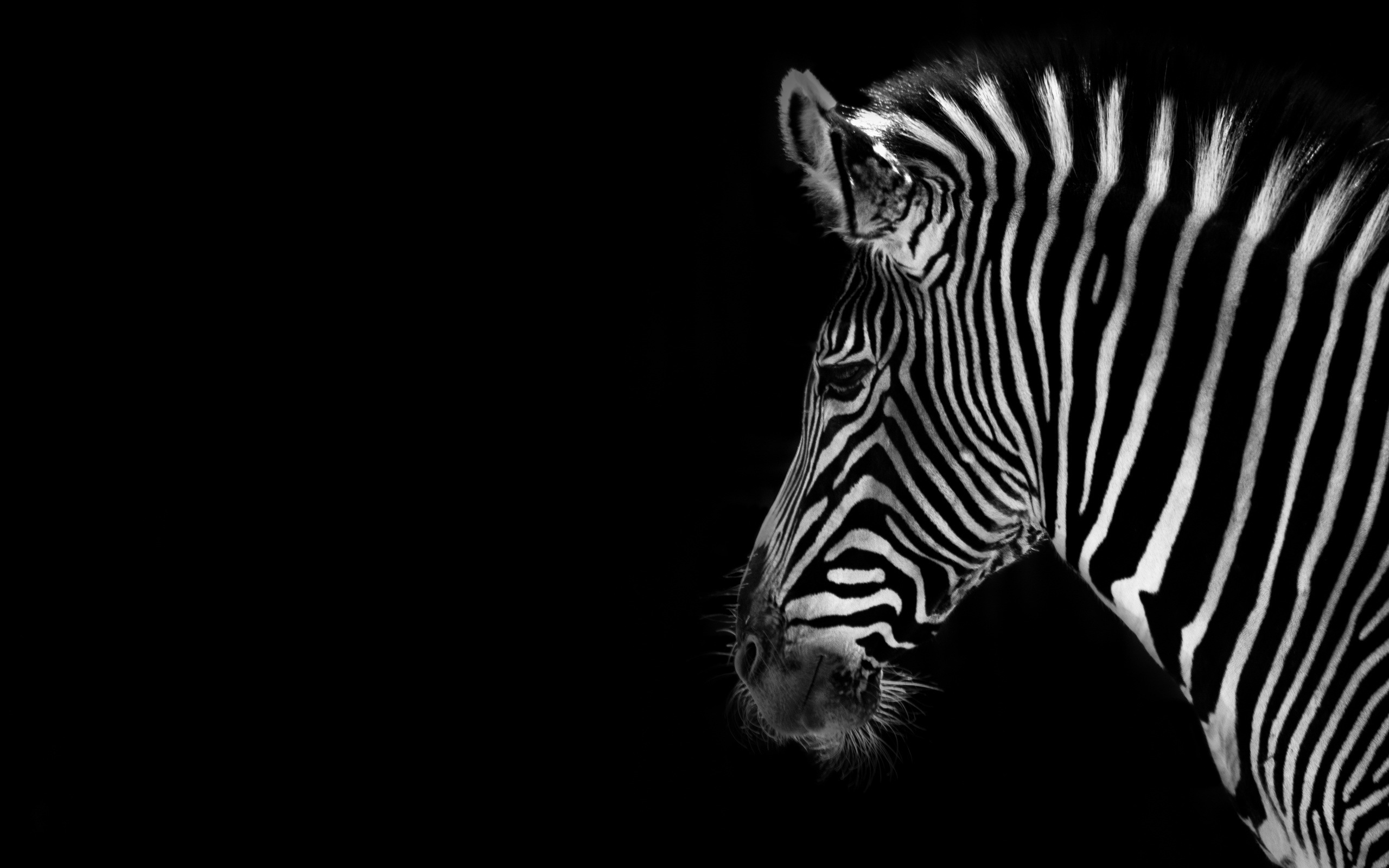 Zebra HD Wallpaper Background Image