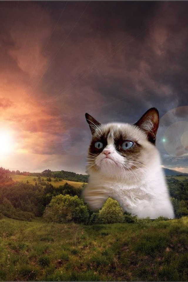 [45+] Grumpy Cat Wallpaper for Phone on WallpaperSafari