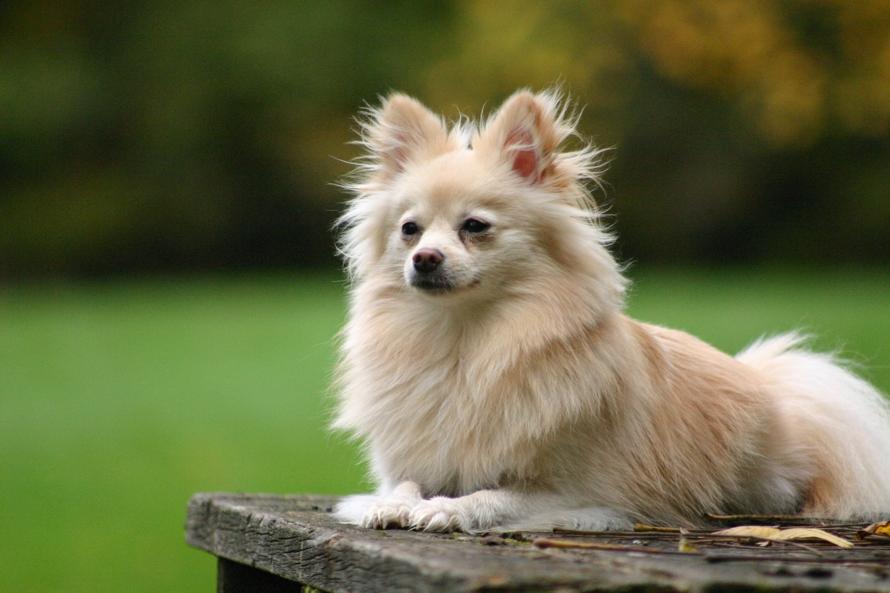 Cute Dog Pomeranian HD Wallpaper