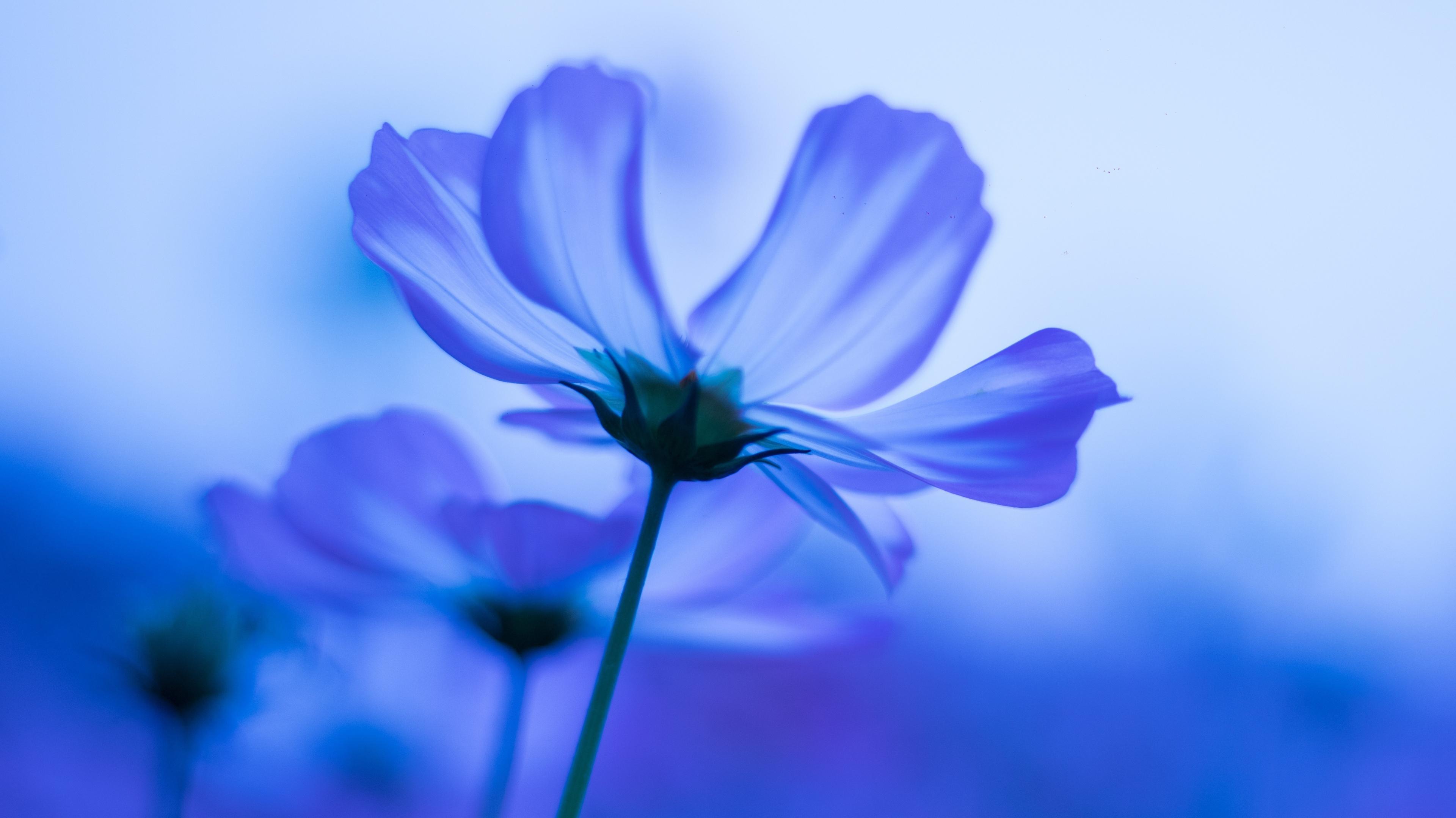 Wallpaper Blue Flowers Cosmos Blur 4k