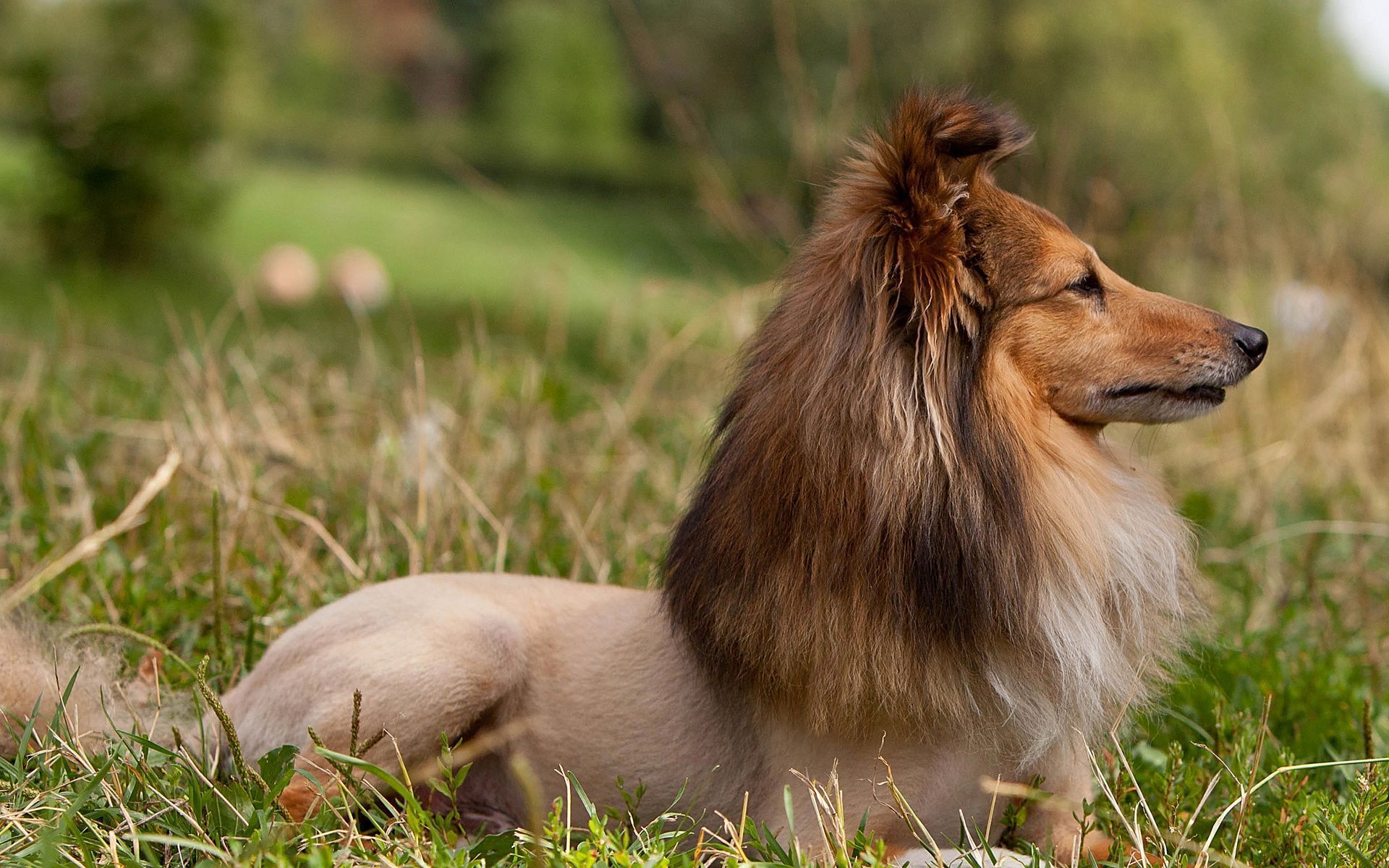 Sheltie Wallpaper