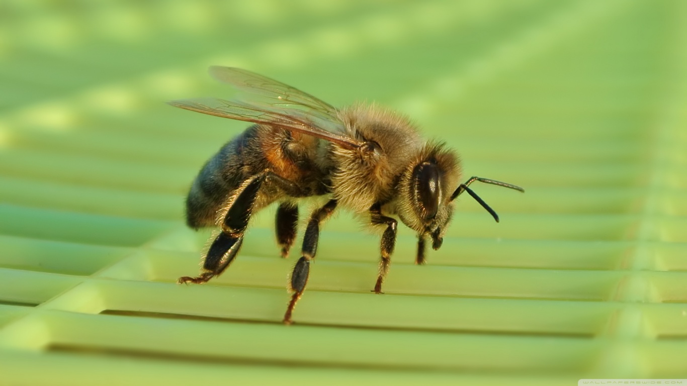 Bee Puter Wallpaper Desktop Background Id