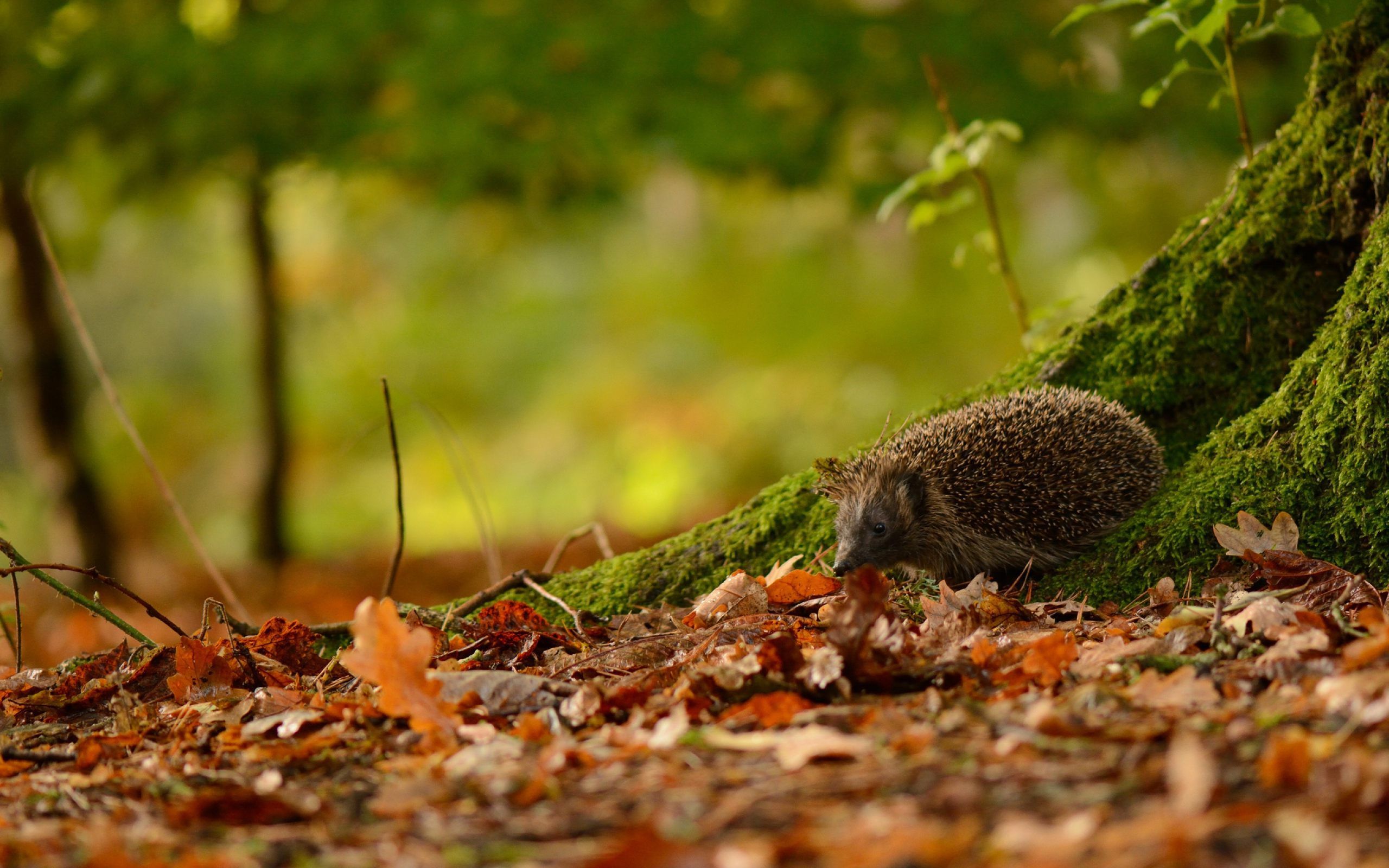 Mabon Autumn Equinox X Hedgehog Animal