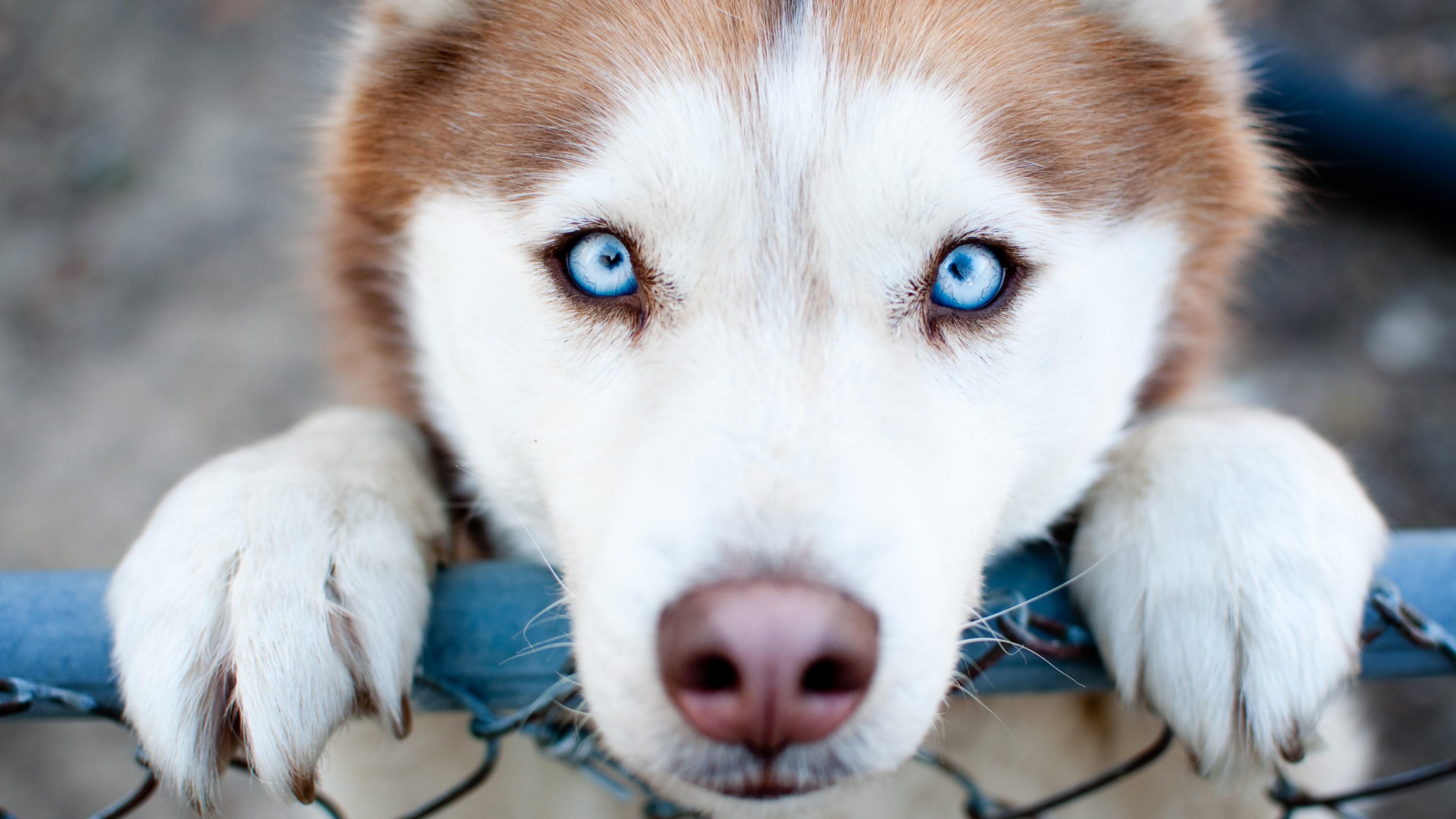 Close-up of a Siberian Husky puppy with striking blue eyes, peering through a fence