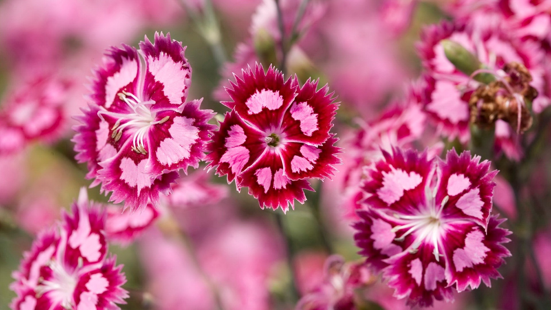 Beautiful Pink Flowers Desktop Wallpaper HD