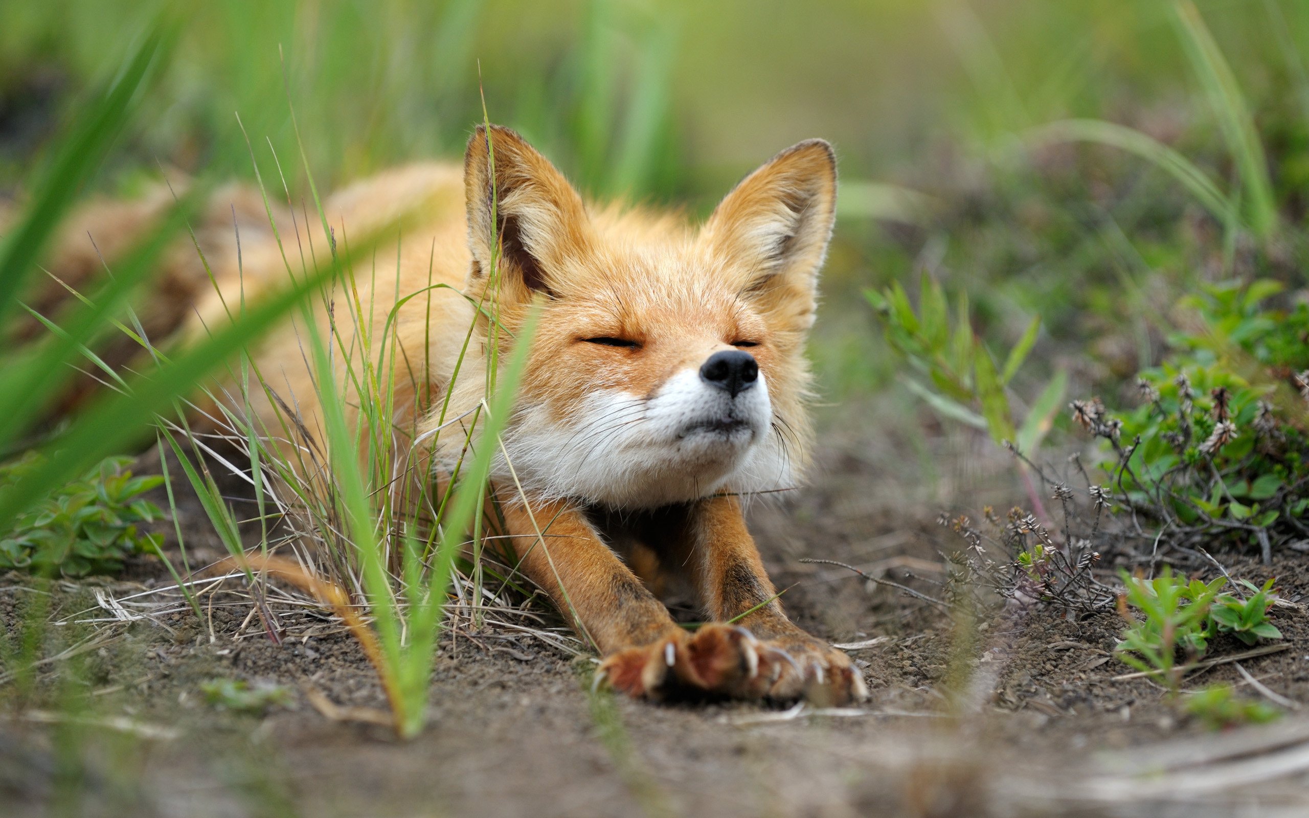 Cute Baby Fox Wallpaper 54 images