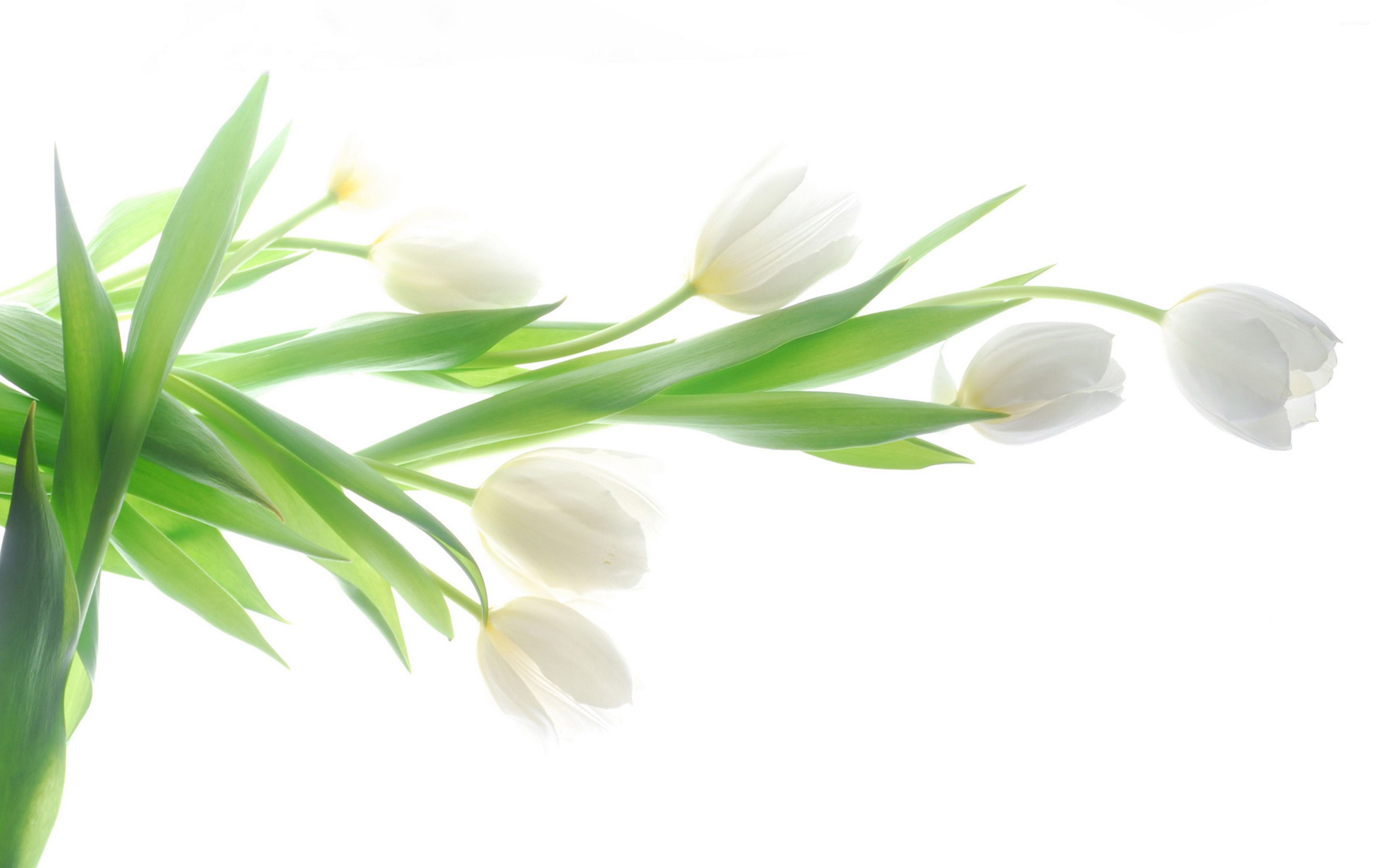 White Flowers Wallpaper Image Photos Picture