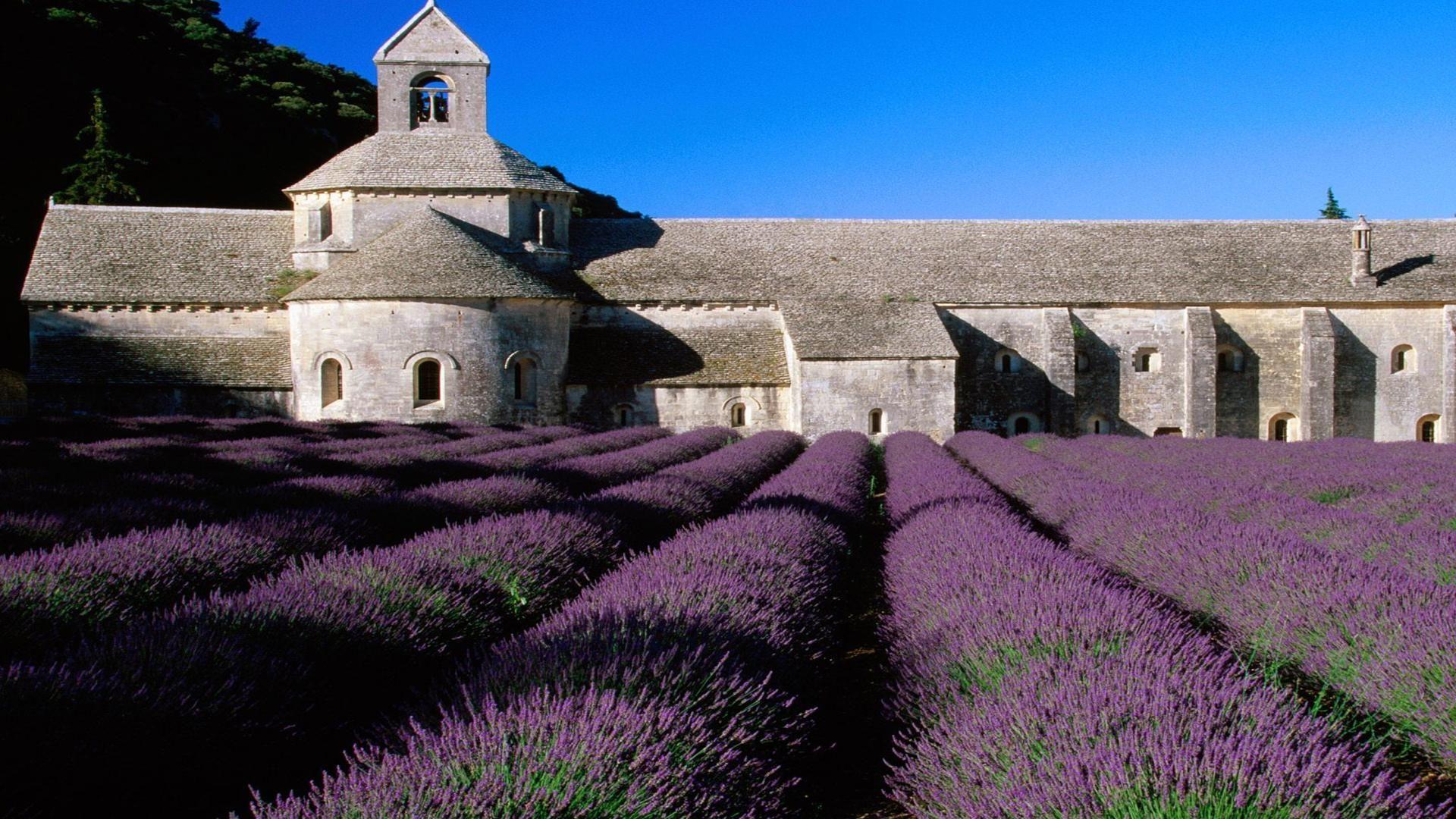 Lavender Field At S Nanque Abbey Provence France Wallpaper