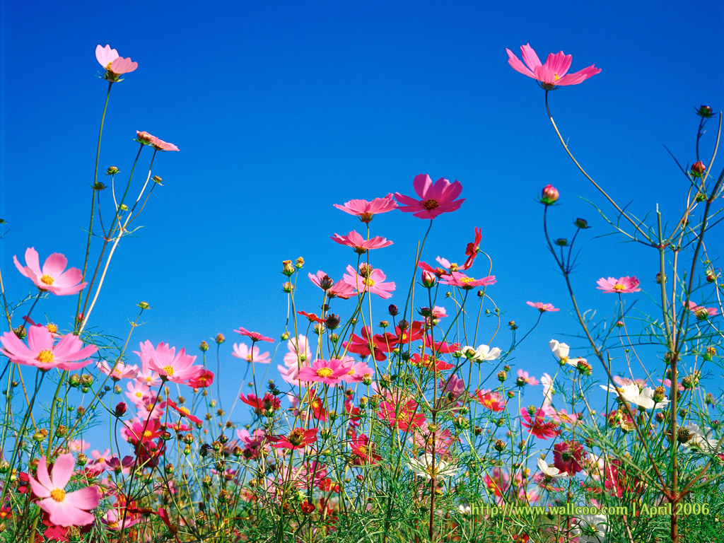 Wallpaper For Desktop Background Spring