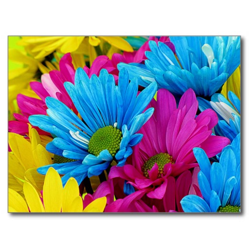 Colorful Hot Pink Teal Blue Gerber Daisies Flowers Postcard