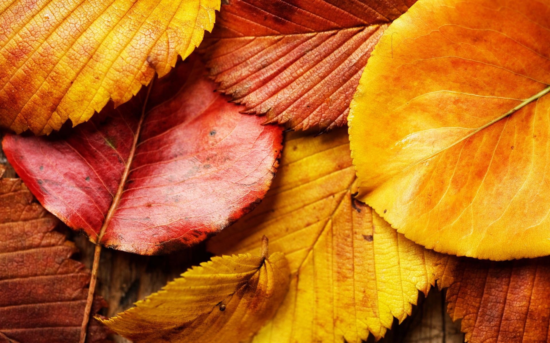 Autumn Leaves Background Wallpaper High Definition Quality