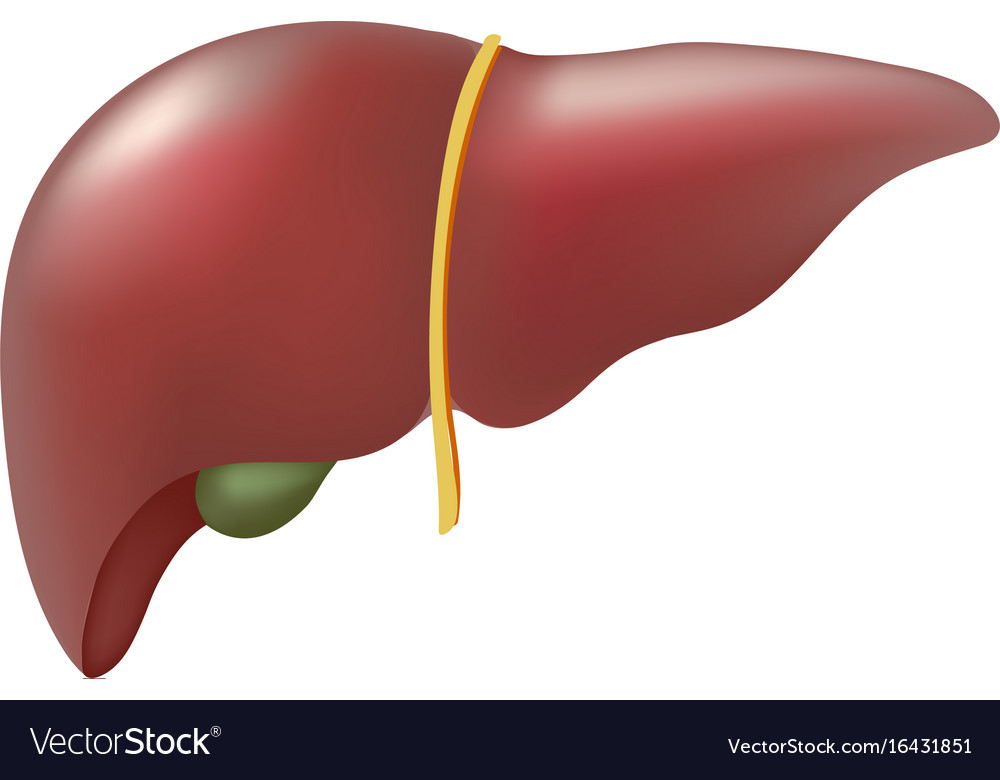 Realistic Human Liver Isolated On White Background